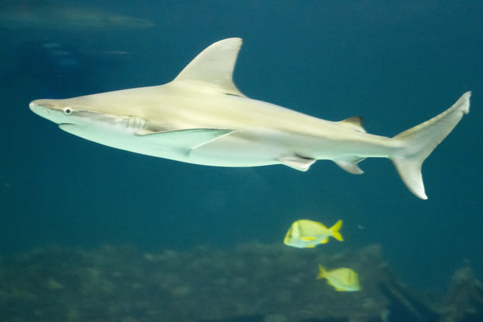 Requin Élégant Nageant Sous L'eau.jpg Fond d'écran