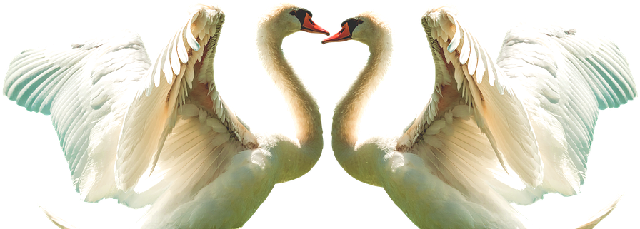 Graceful Swan Duo Symmetry PNG