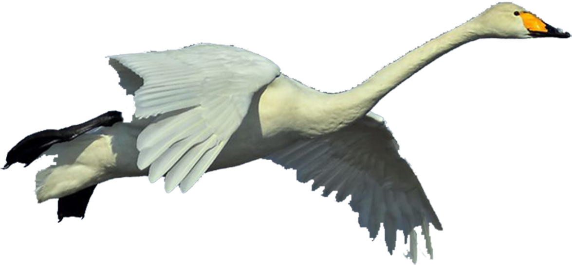 Graceful Swan In Flight.png PNG