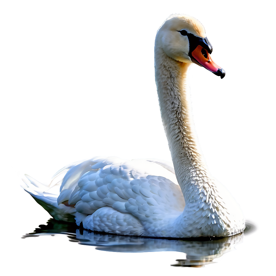 Graceful Swan Swimming Png 25 PNG