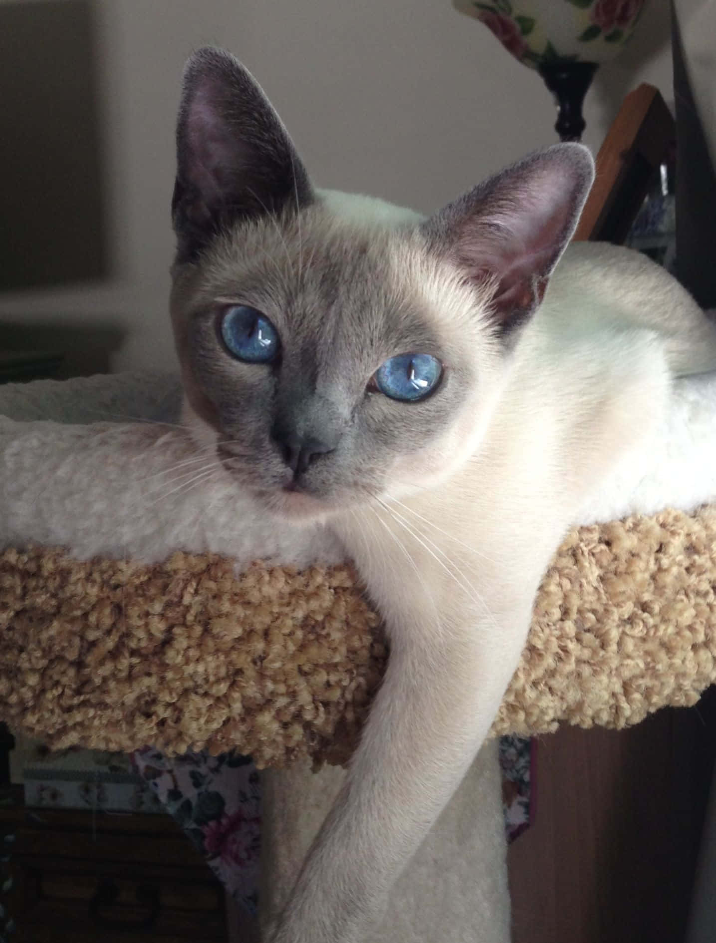 Graceful Thai Blue Cat Posing Elegantly Wallpaper