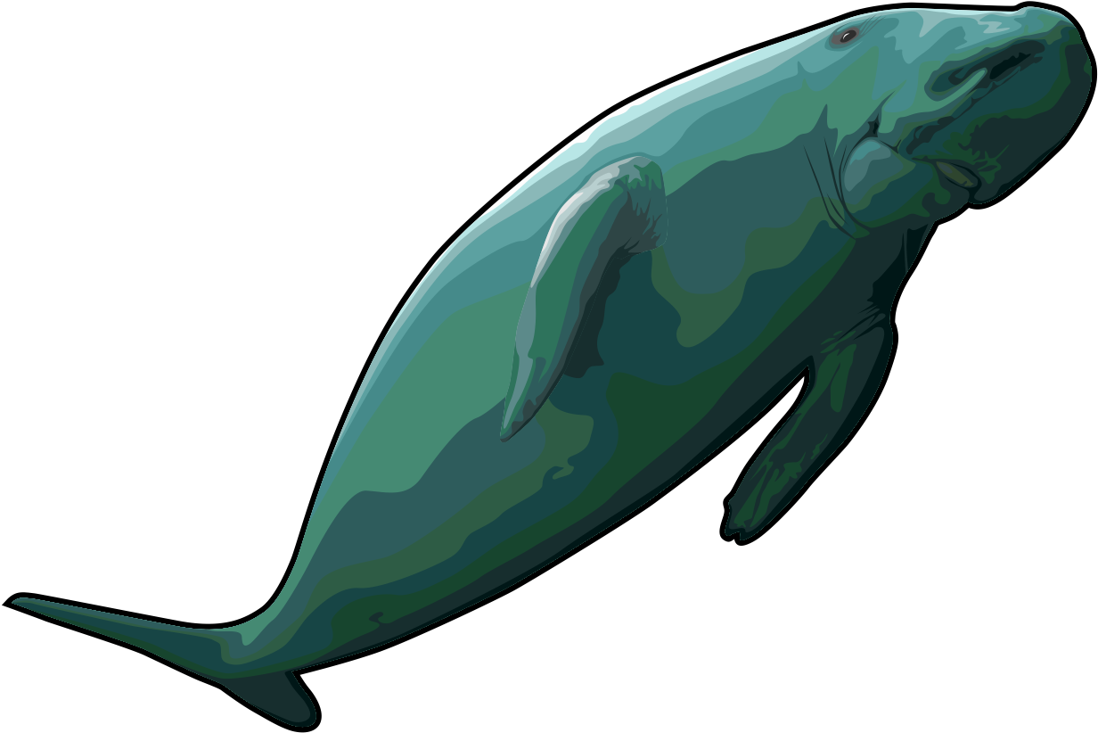 Graceful Whale Clipart PNG