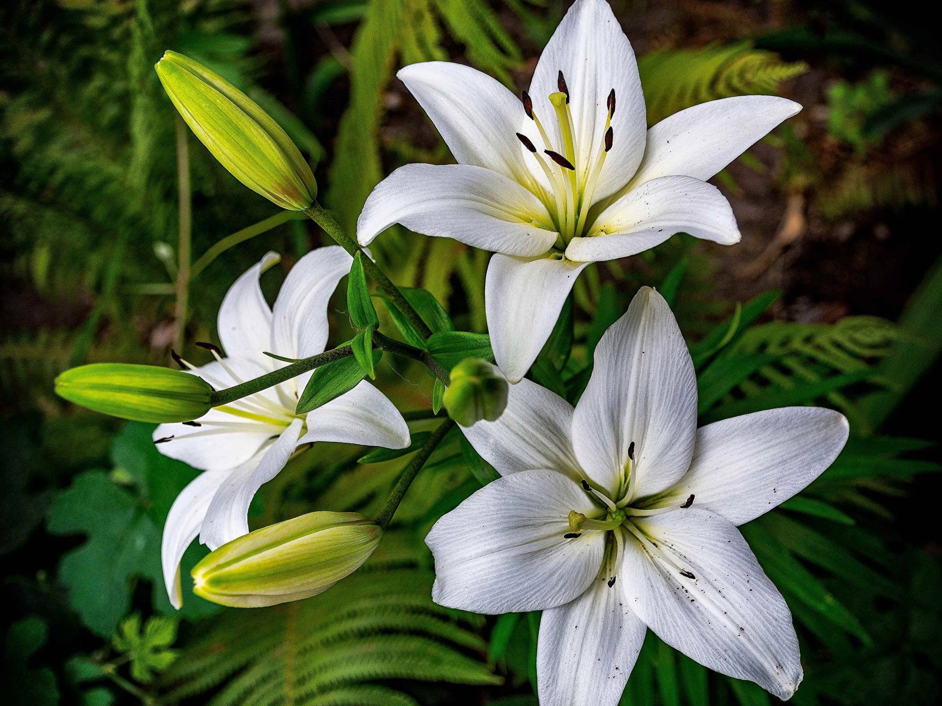 Graceful White Lily Flowers Wallpaper