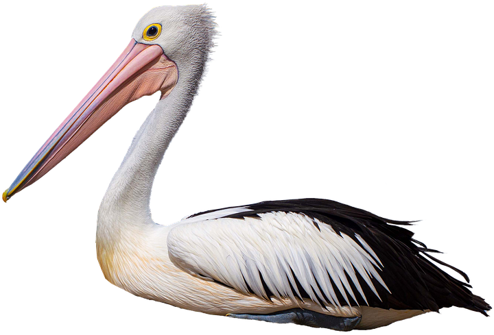 Graceful White Pelican Profile PNG