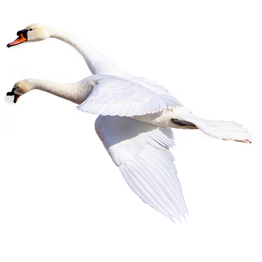 Graceful White Swan Png 06262024 PNG