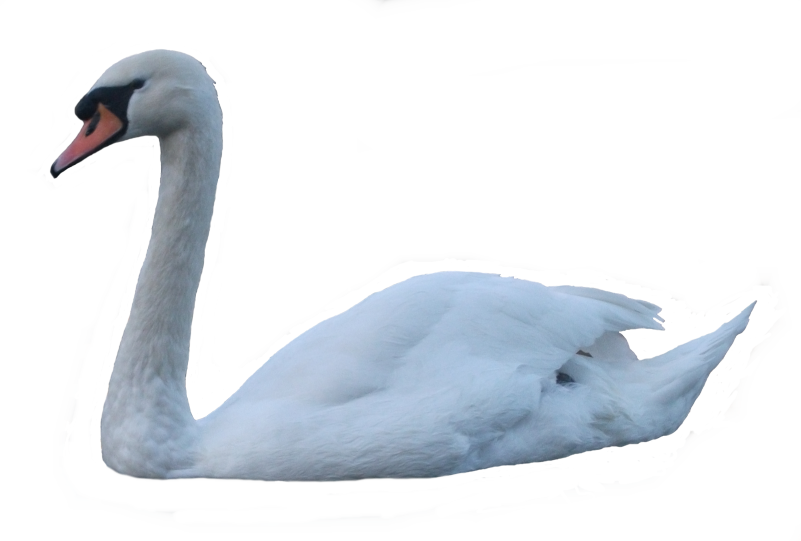 Graceful White Swanon Water PNG