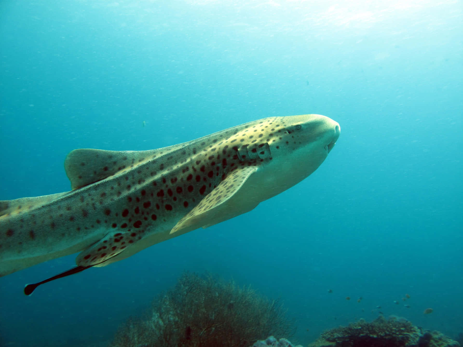 Graceful Zebra Shark Swimming In Crystal Clear Waters Wallpaper