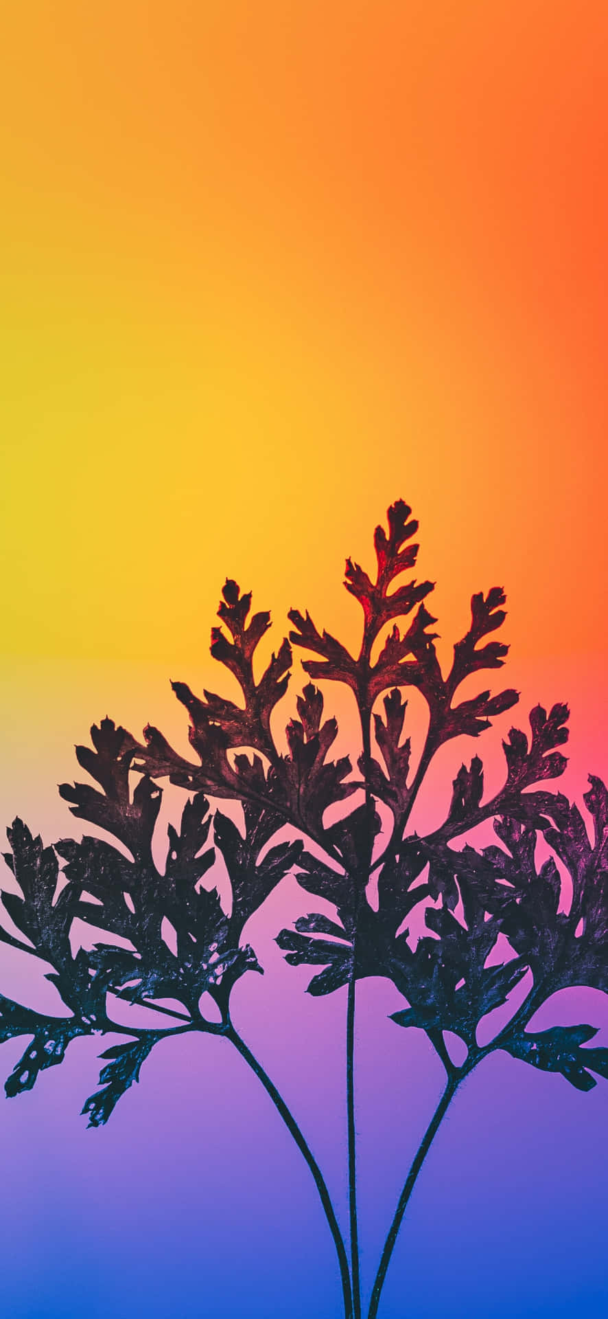 Gradient Backdrop Silhouetted Plant Wallpaper