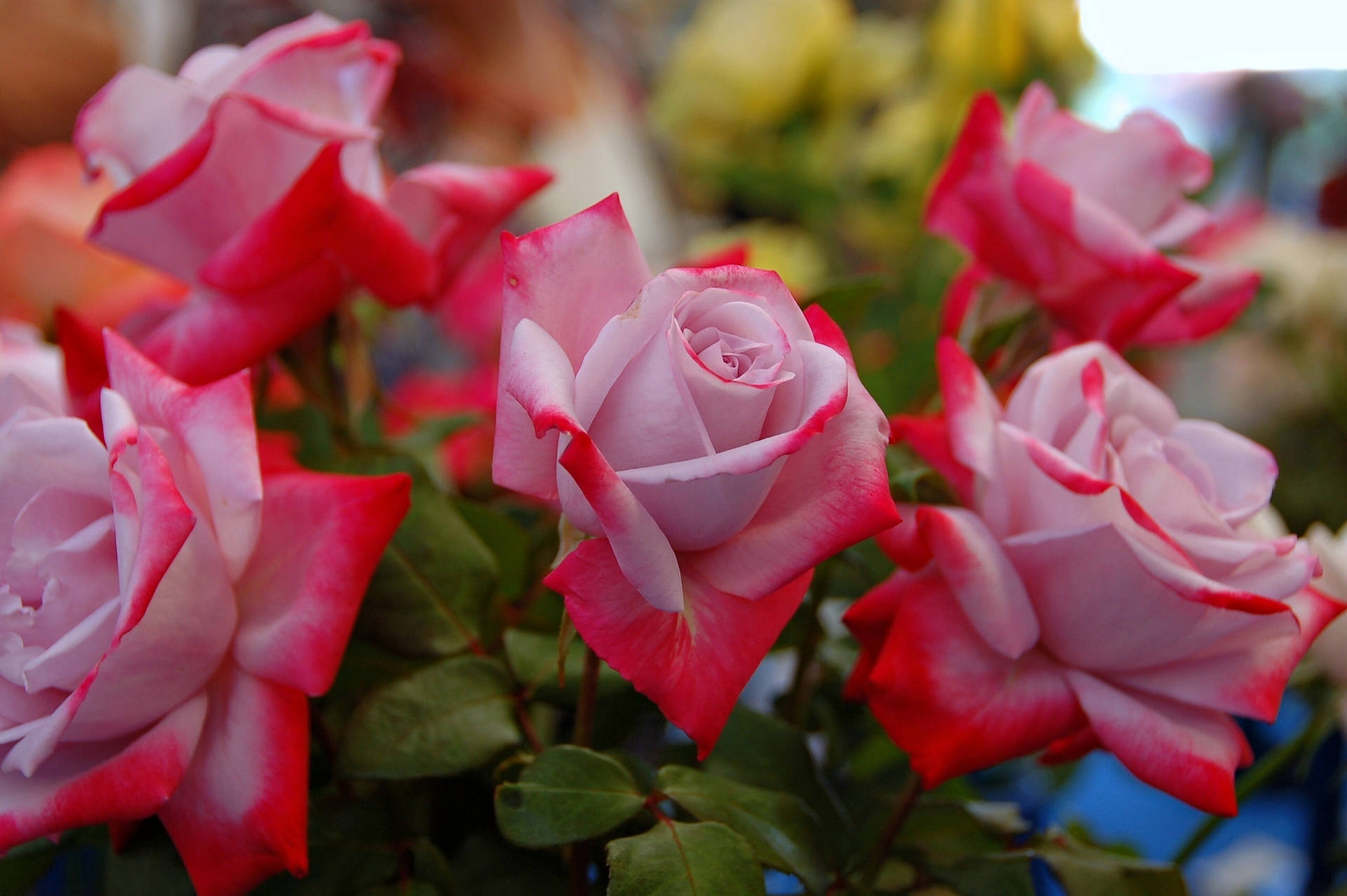 Gradient-colored Beautiful Rose Hd Stems