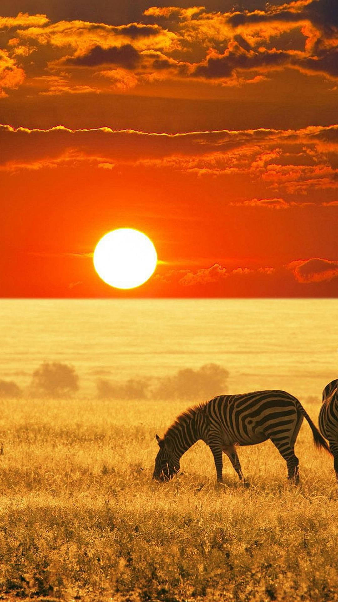 Græsning Zebra Afrika Iphone Wallpaper