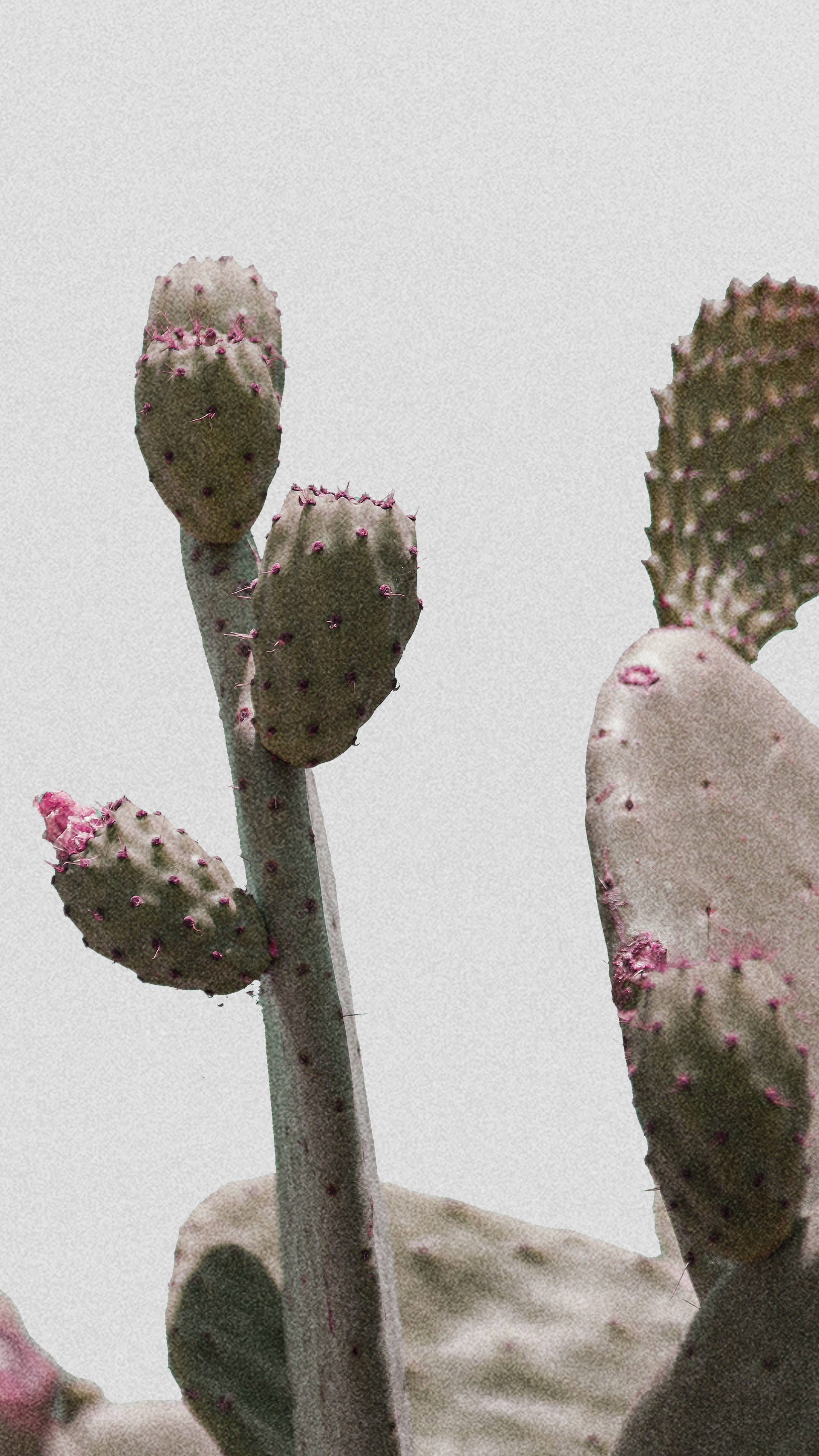 Grainy Minimalist Plant In The Desert Wallpaper