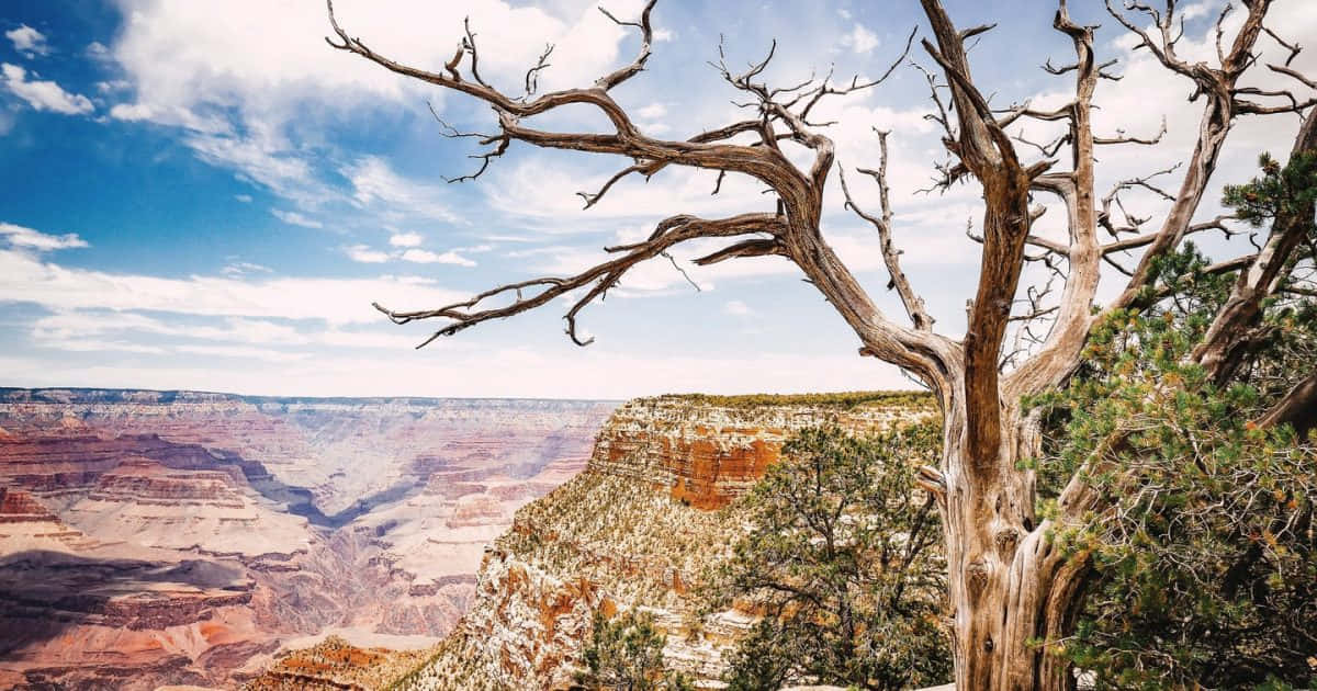Upplevden Naturliga Skönheten Av Grand Canyon På Din Datorskärm Eller Mobiltelefon.