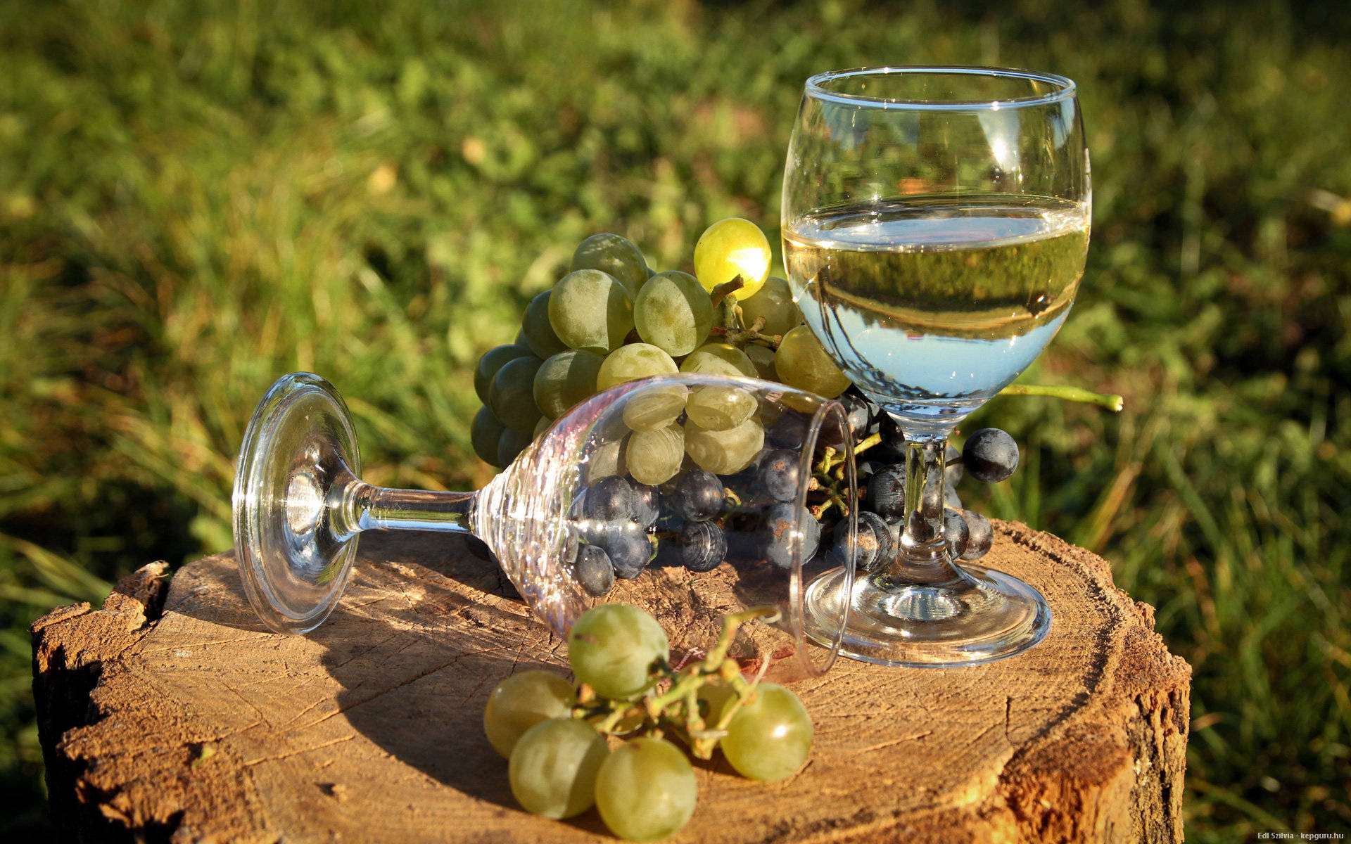 Grape Fruit And Wine Glass Wallpaper