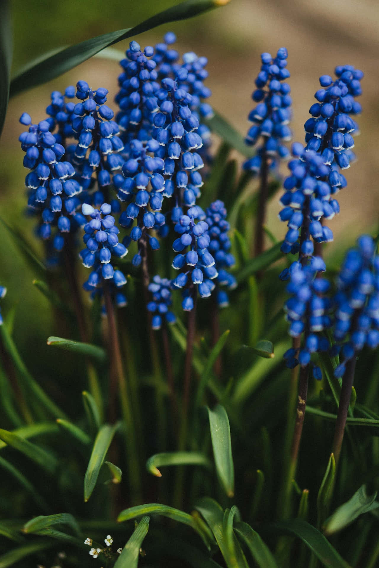 Stunning Display of Grape Hyacinths - Blue Flowers For Your Phone Wallpaper