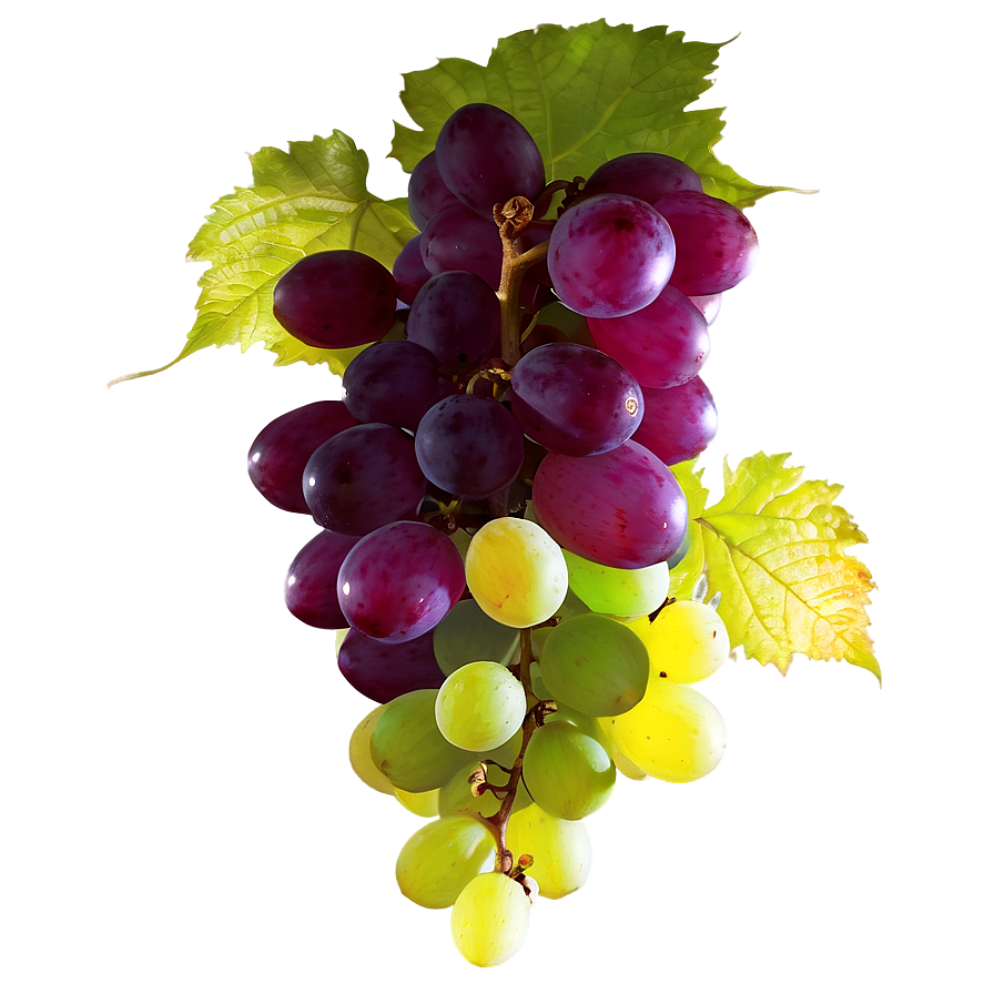 Grape In Sunlight Png Guy PNG