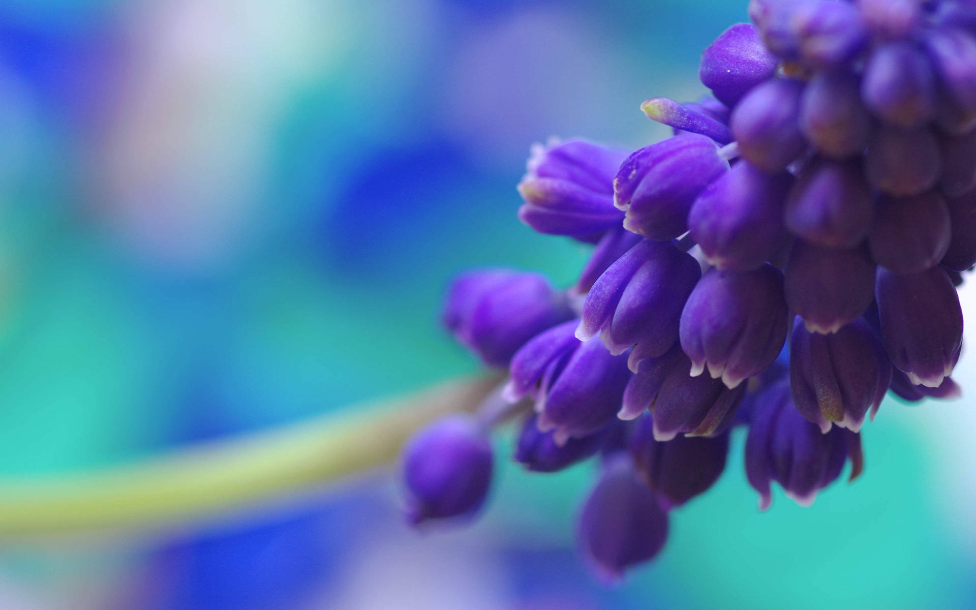 Grape-like Purple Flower Background
