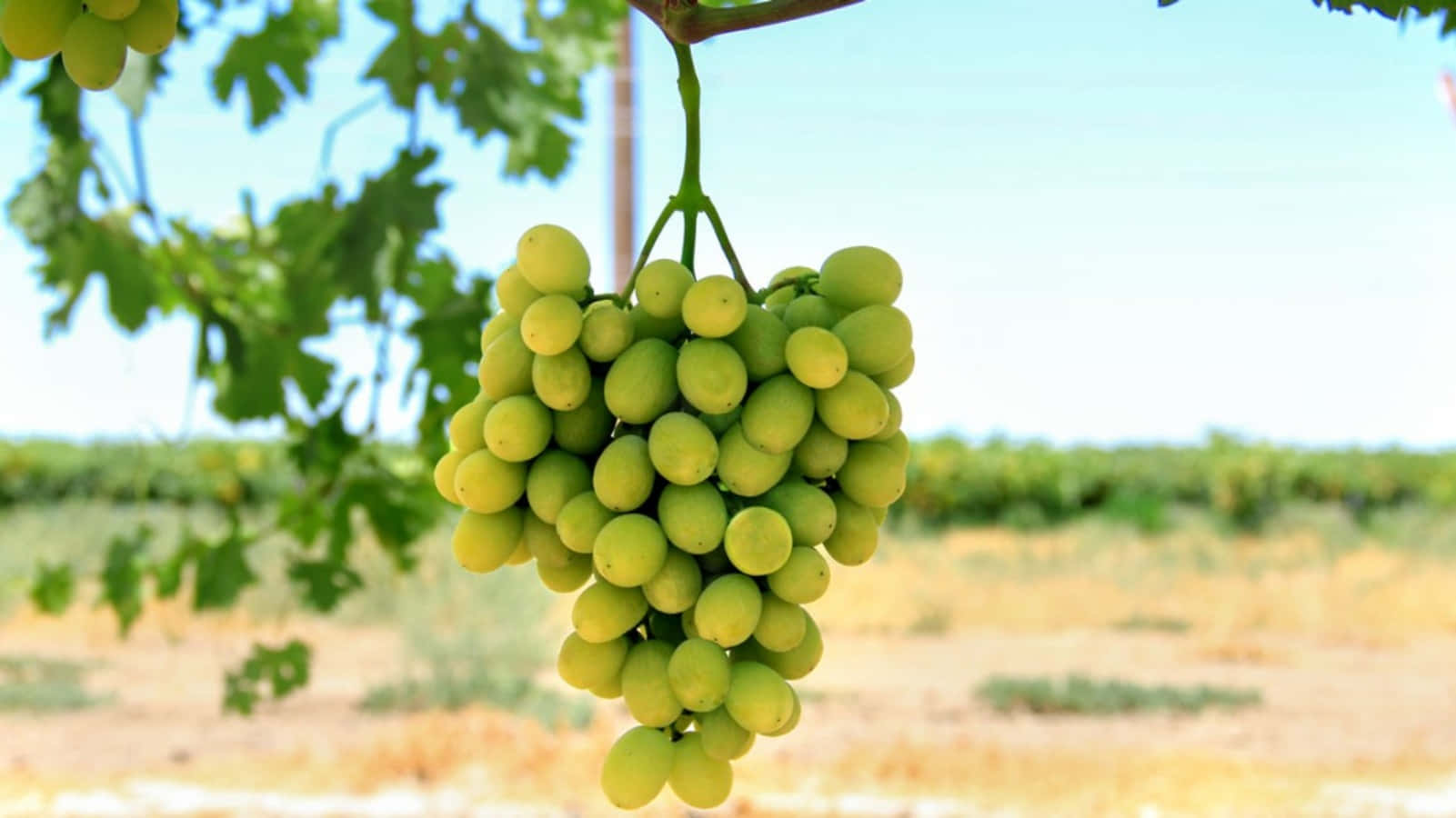 A Bunch Of Green Grapes Hanging From A Tree