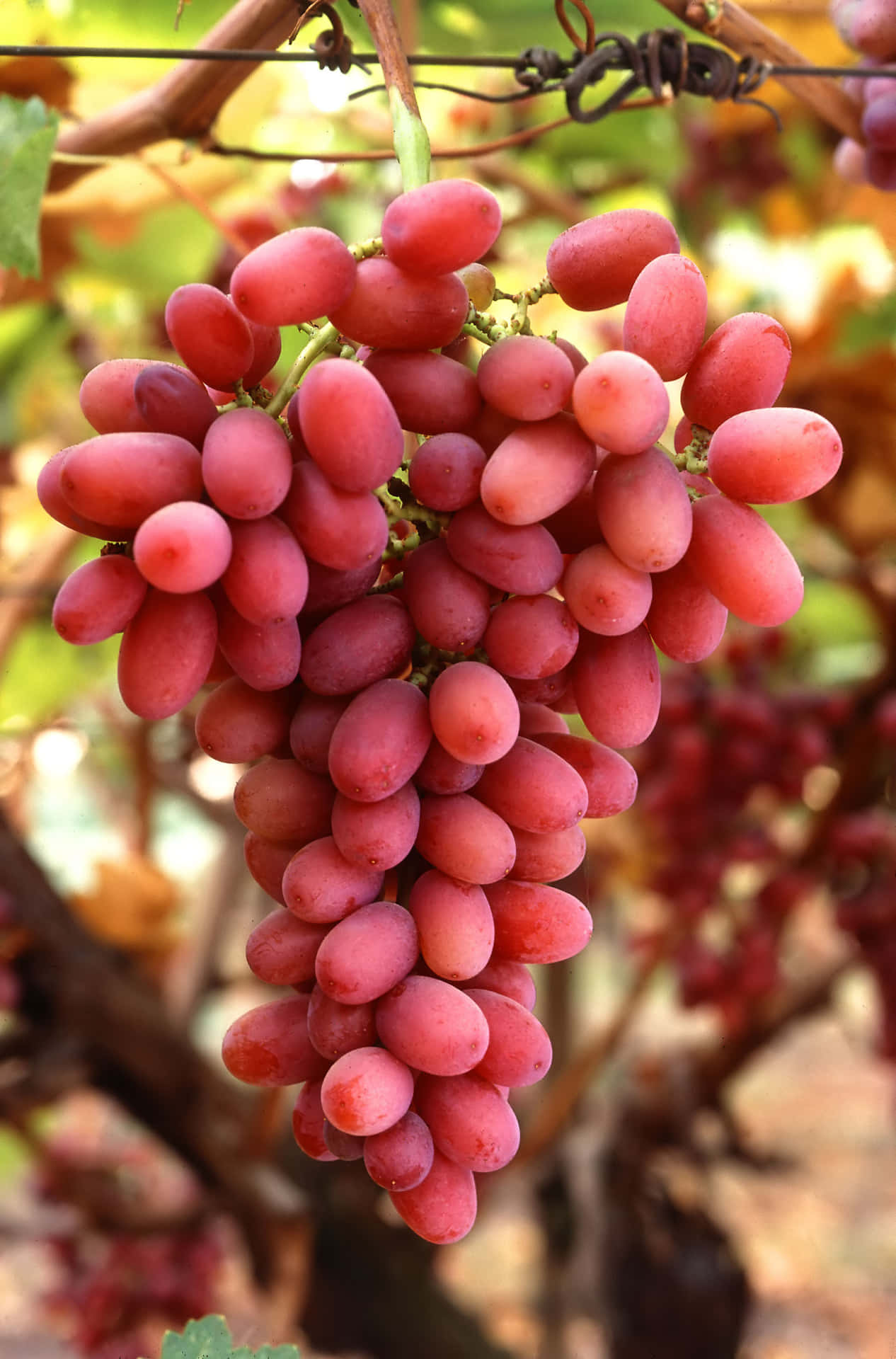 Image  Purple Grapes on the Vine