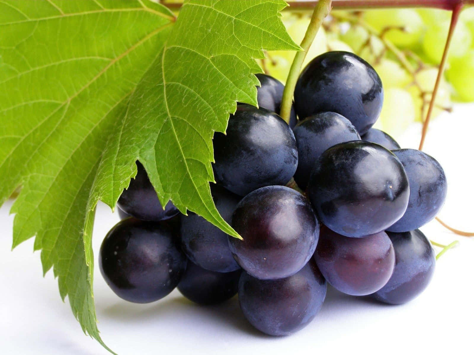 A bounty of colorful, juicy grapes ready to be enjoyed