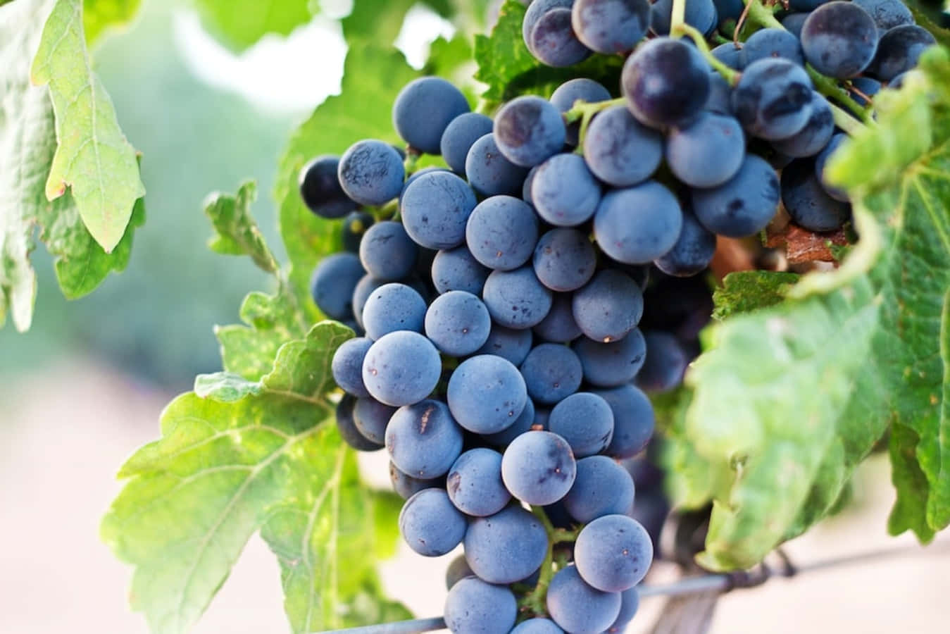 The vibrant color of a freshly-picked grape