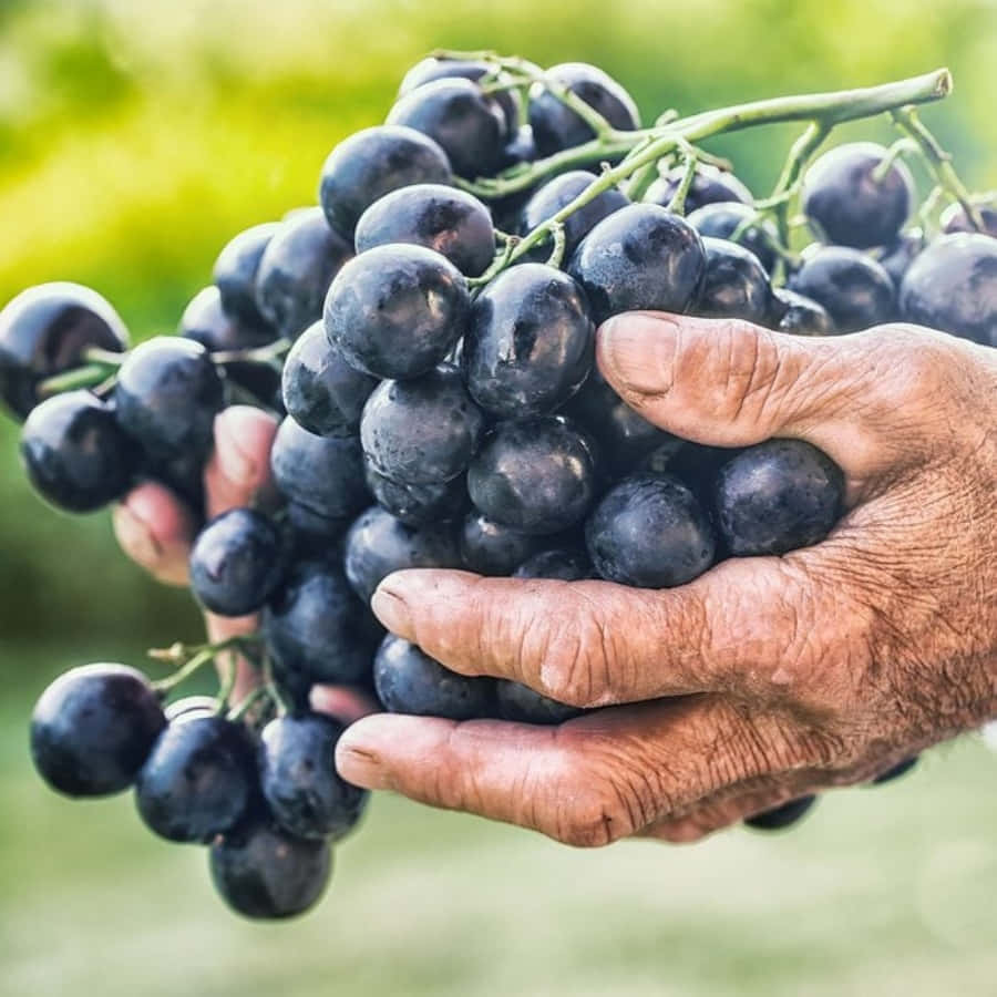 A Cluster of Ripened Grapes