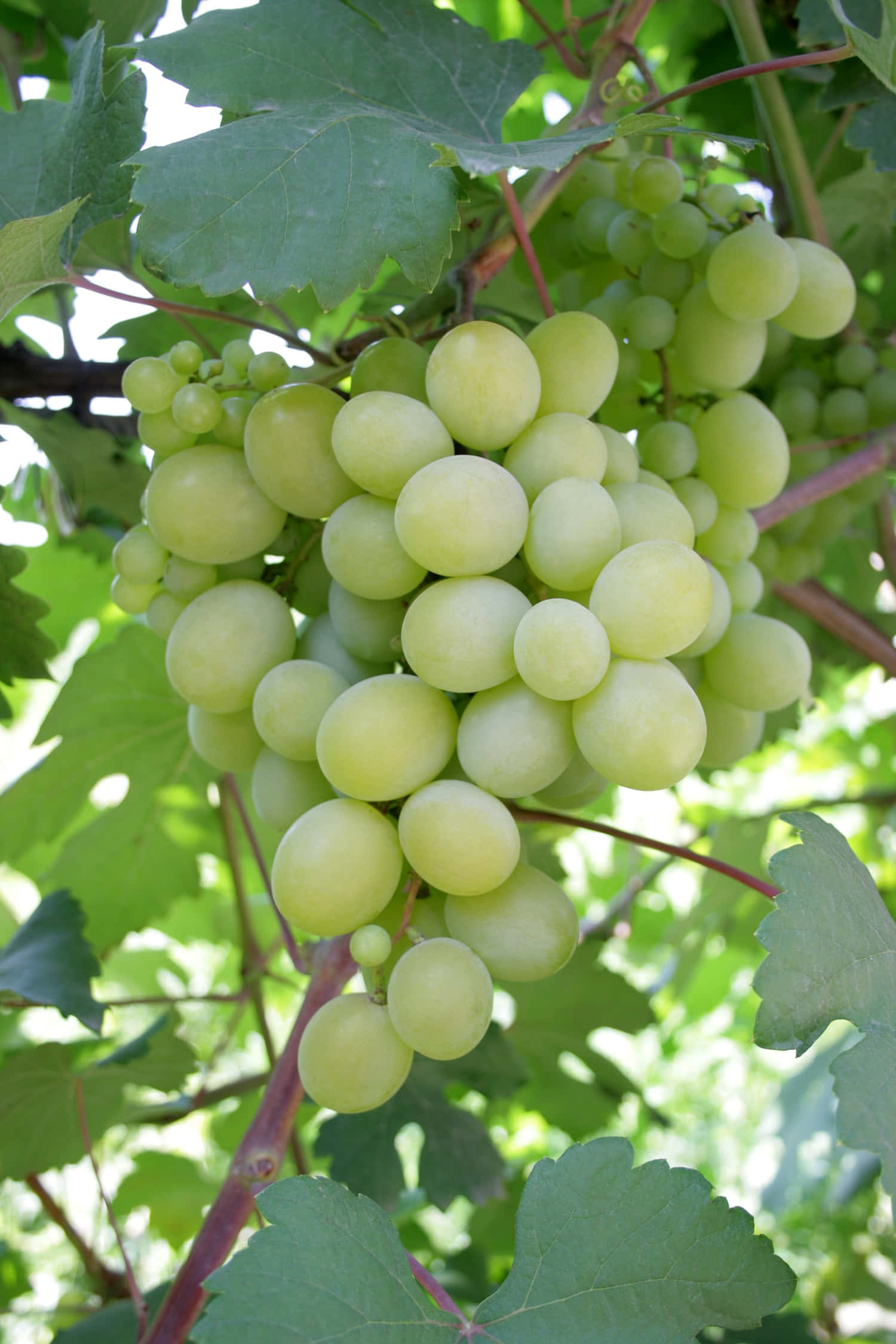 Enjoy a fresh, juicy grape out of the vine