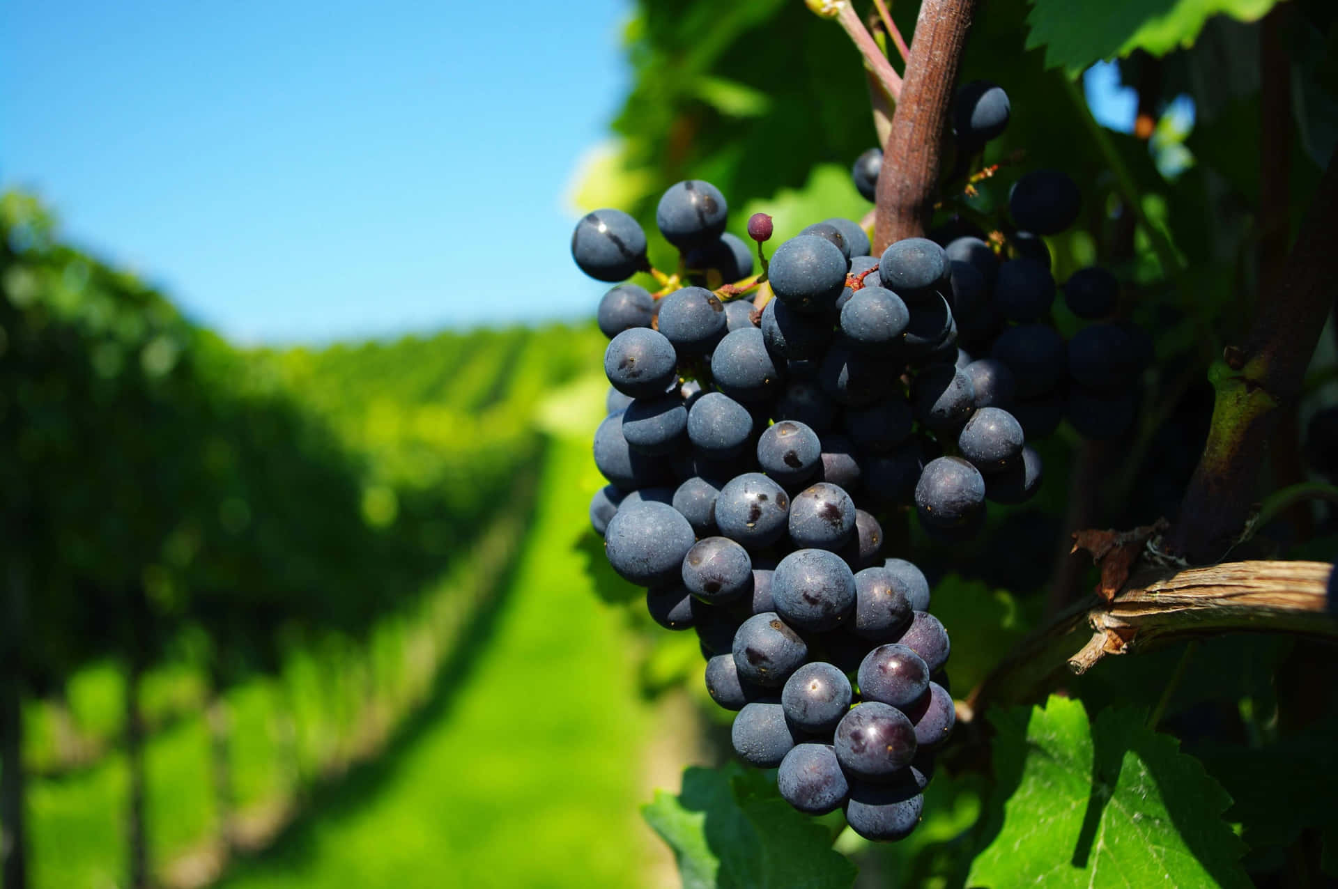 A Bunch Of Black Grapes On A Vine