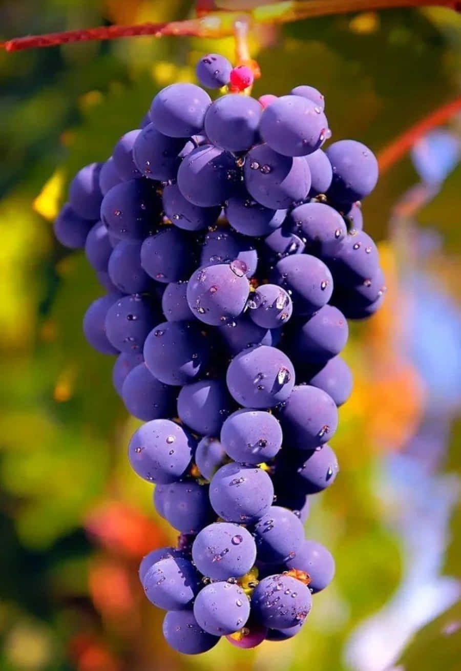A Bunch Of Purple Grapes Hanging From A Vine