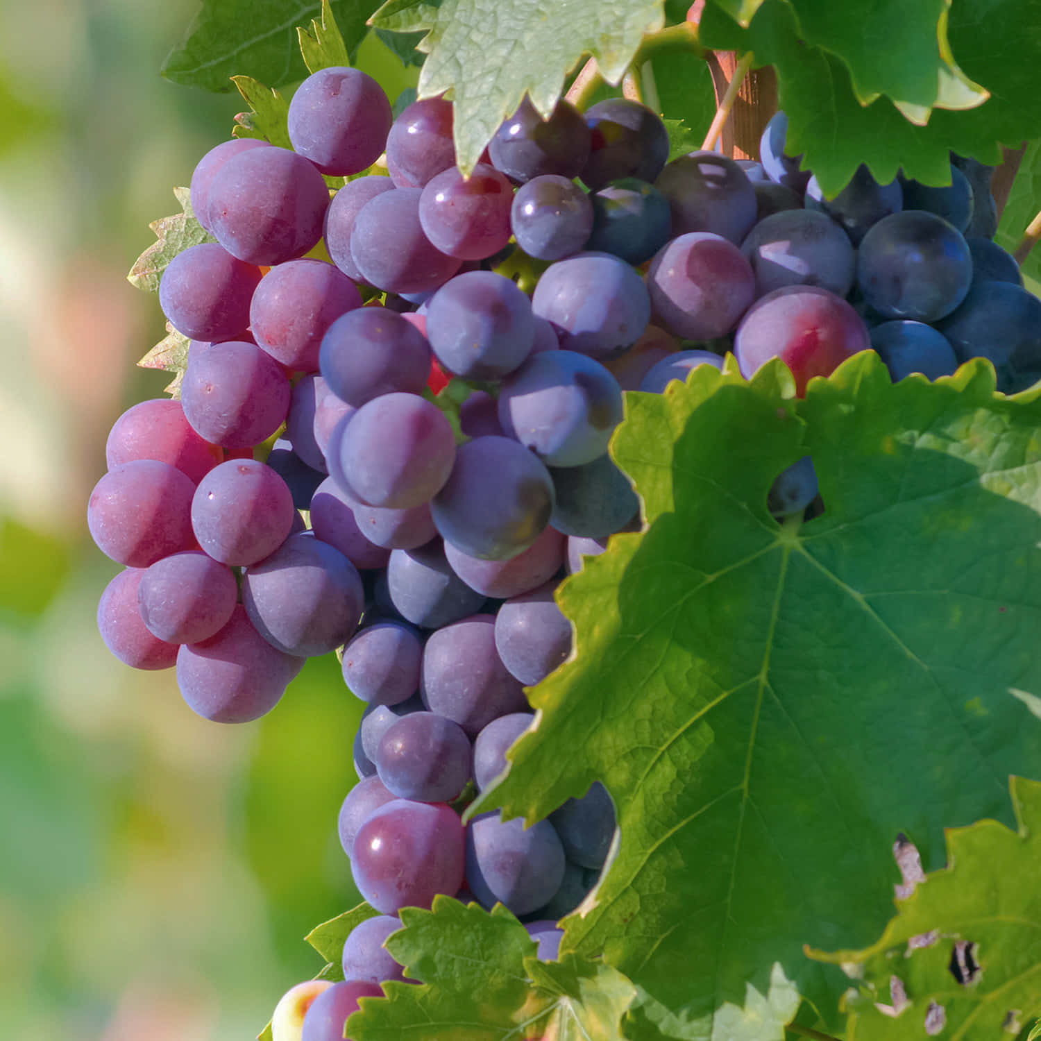 Bunch of fresh, juicy grapes