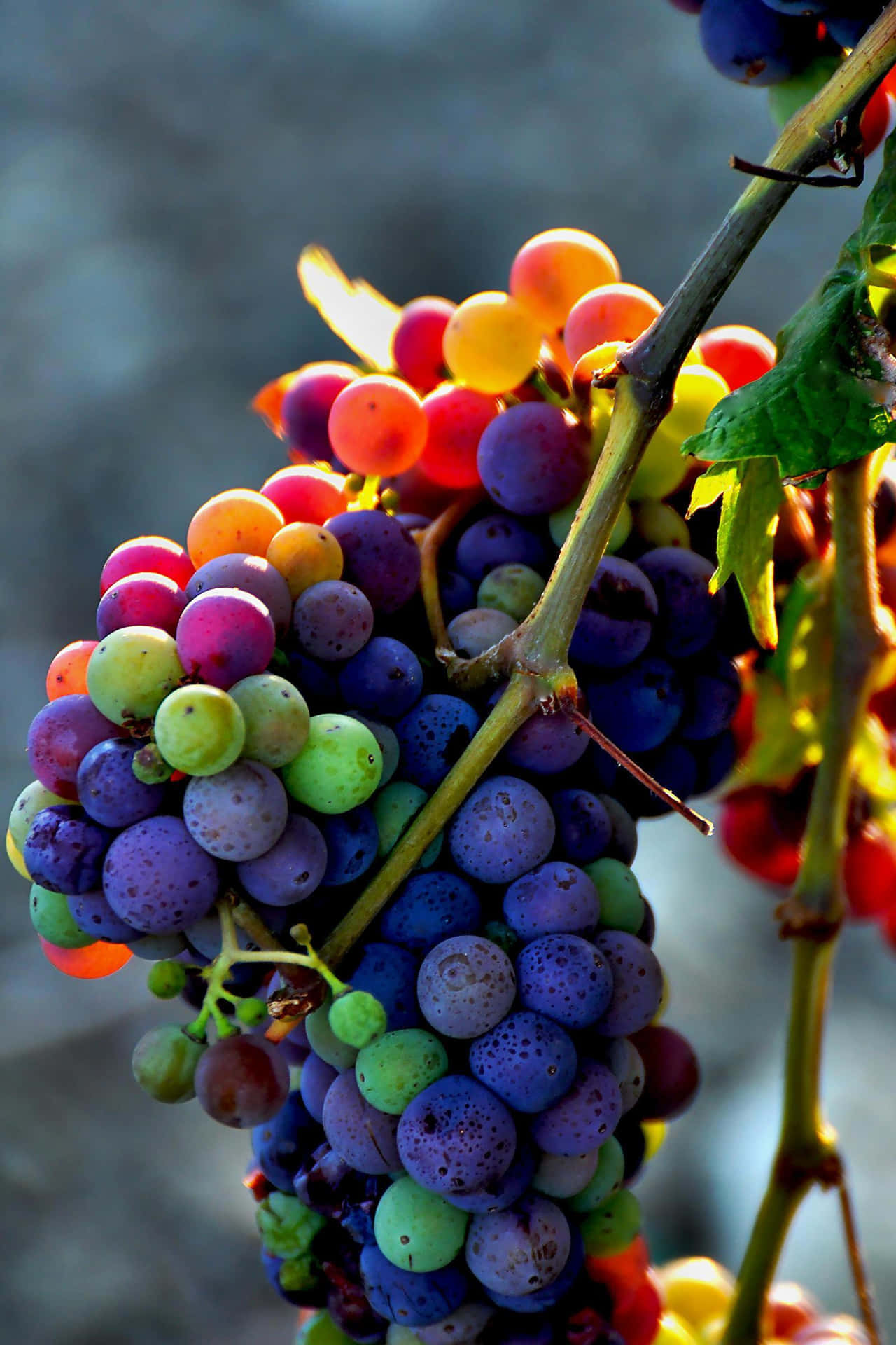Deliciosoe Refrescante - Um Montão De Uvas