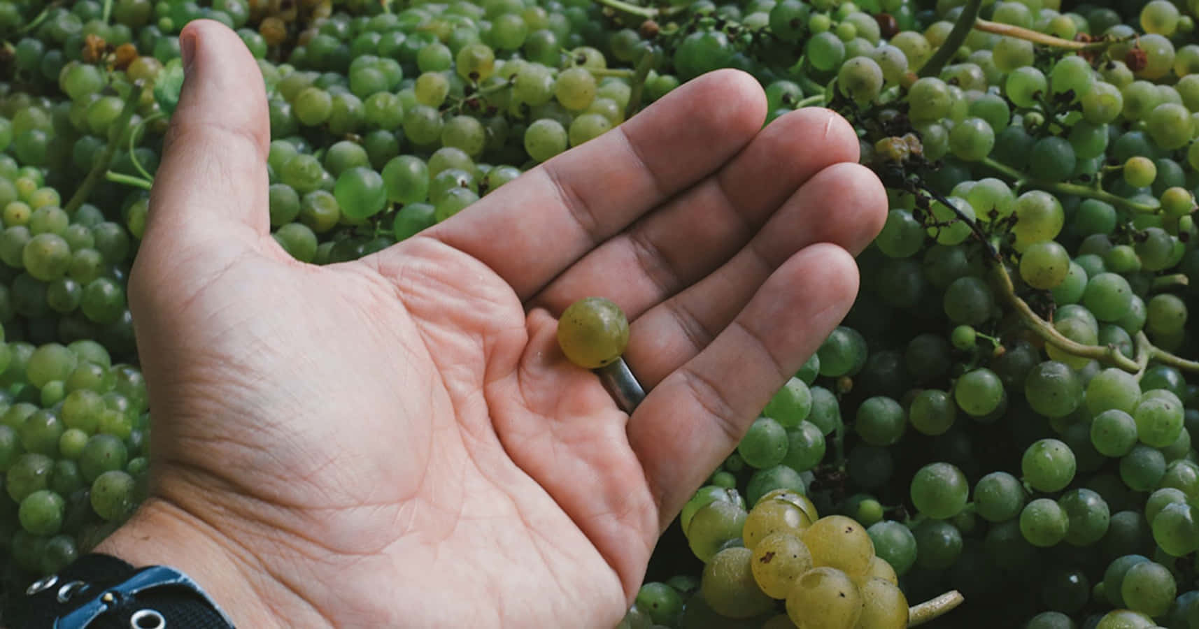 A large cluster of fresh, juicy grapes hang from a vine.