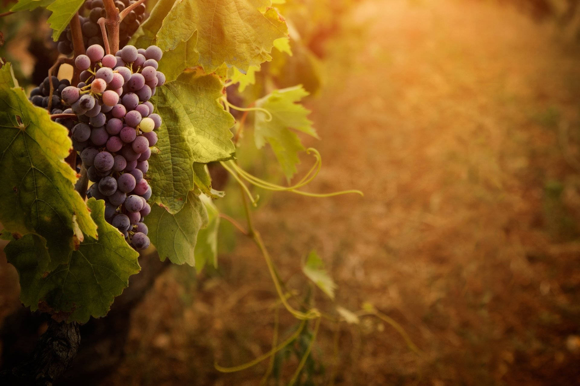 Grape Vineyard Photograph Wallpaper