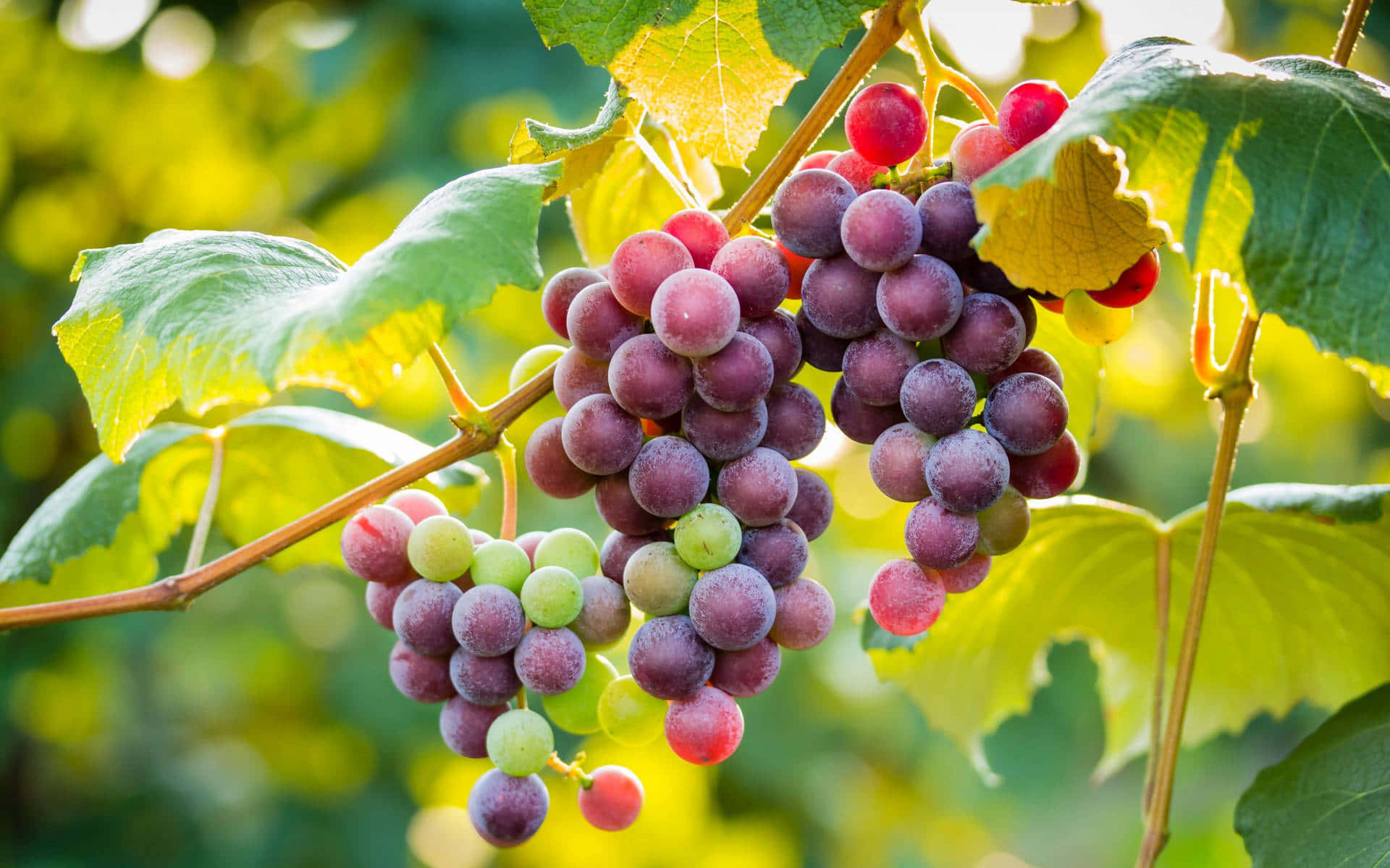 A bunch of ripe juicy grapes hanging from the vine against a soft blurred background.