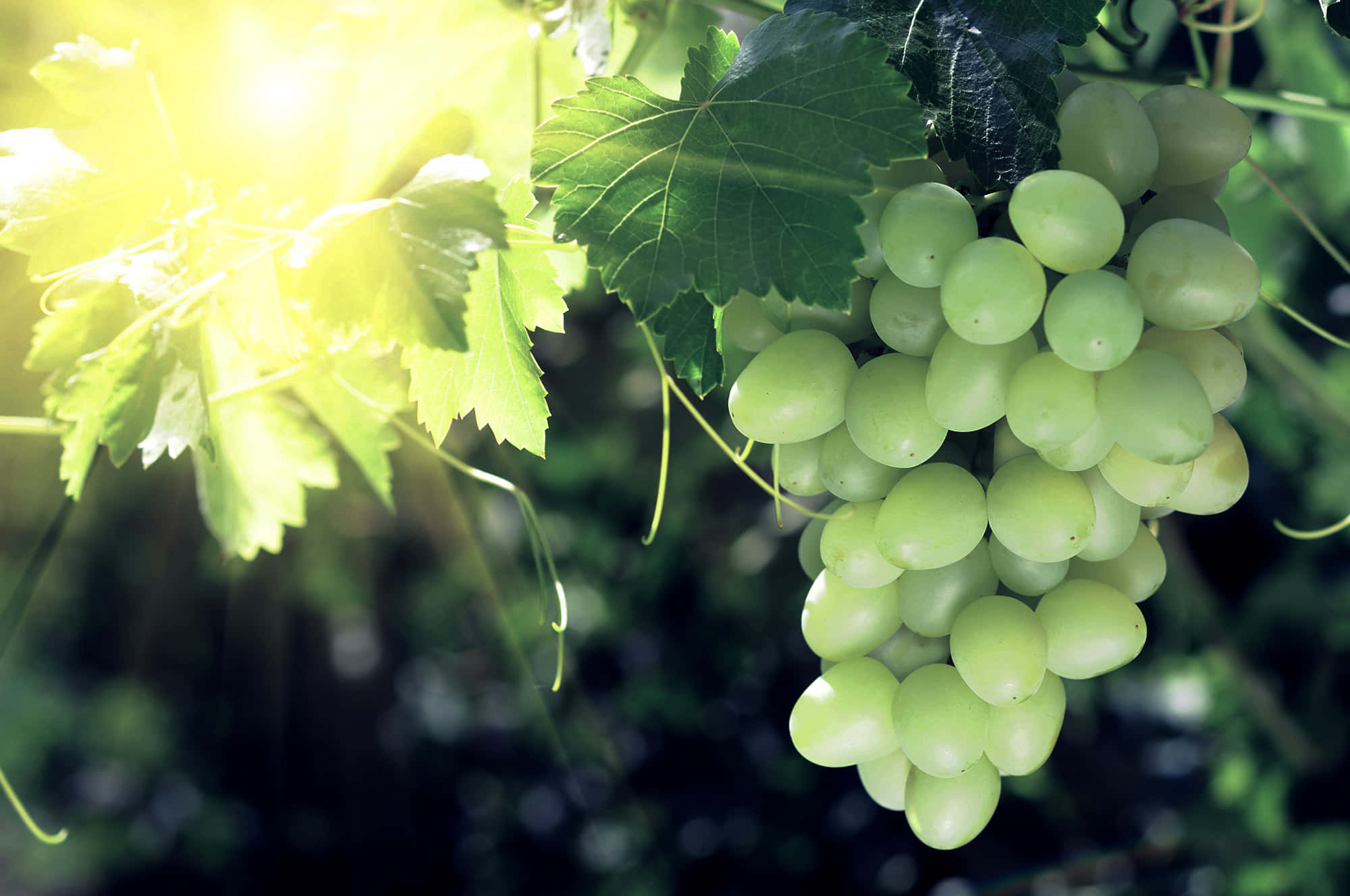 A bunch of grapes hanging on the vine