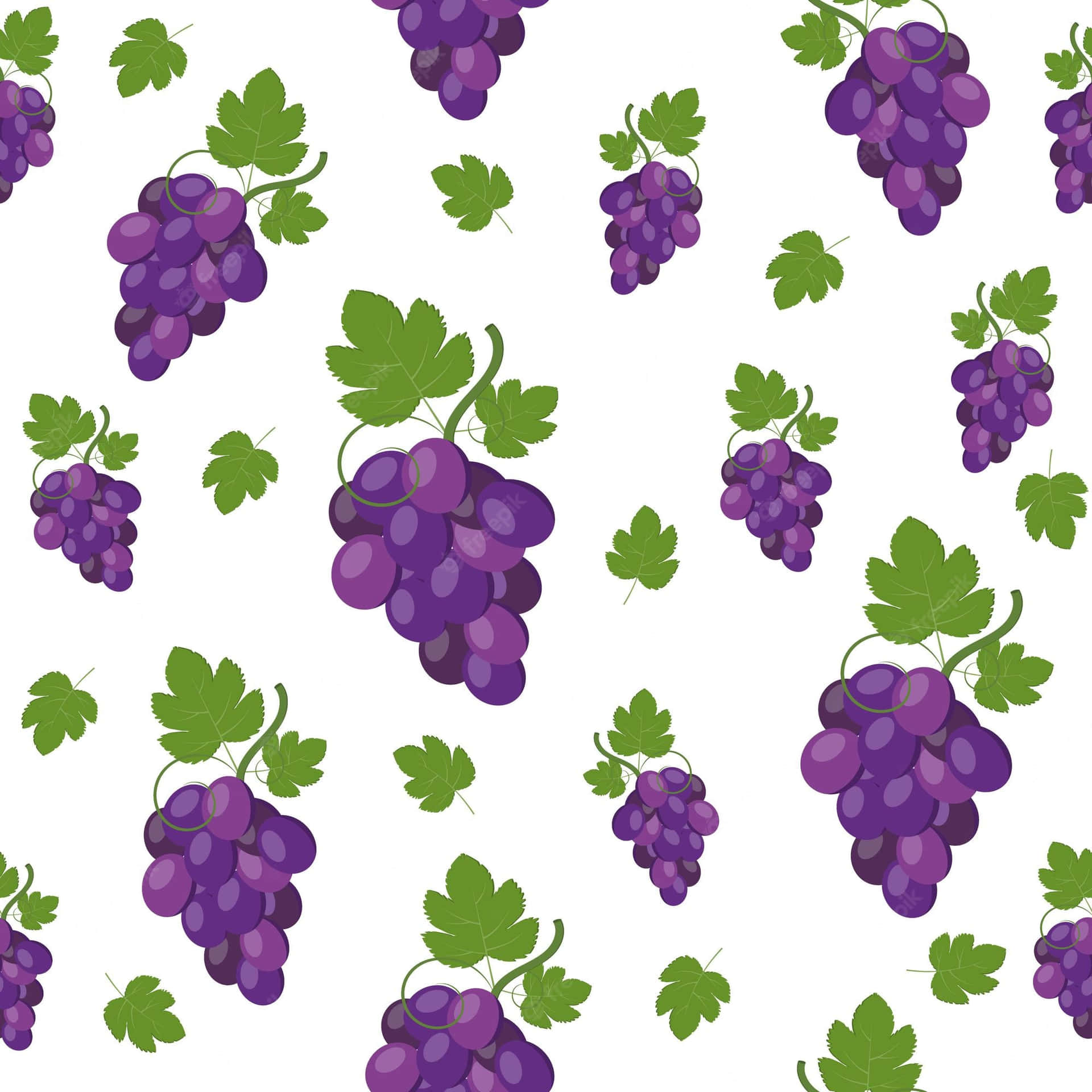 Fresh Grapes on a Vine