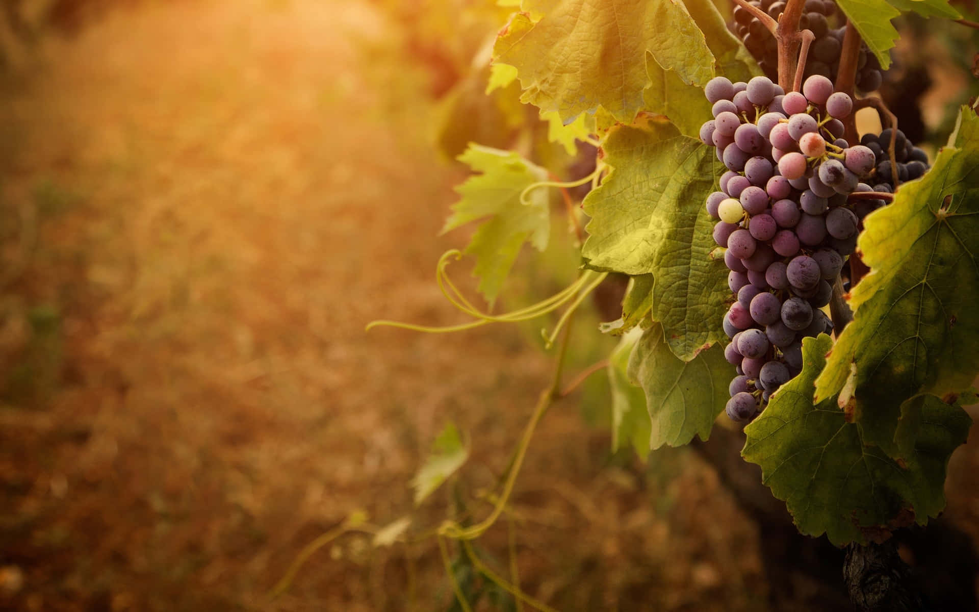 Fresh grape bunches in a vineyard