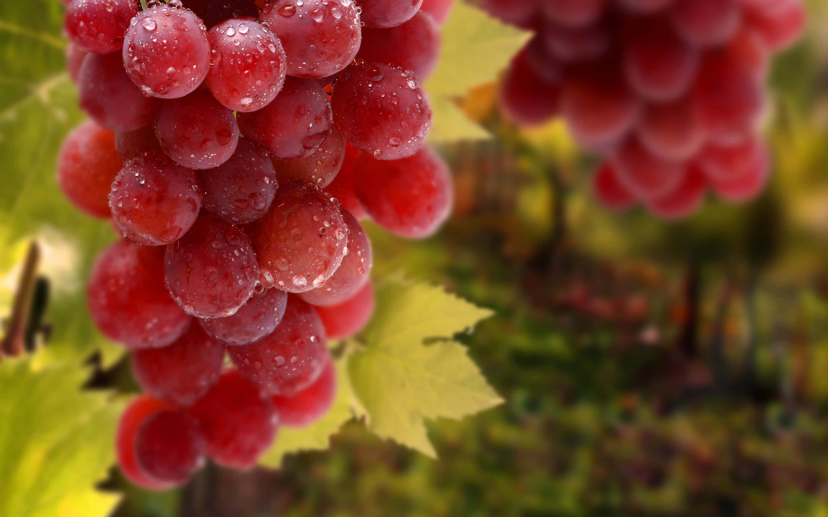 Grapes on Vine Background