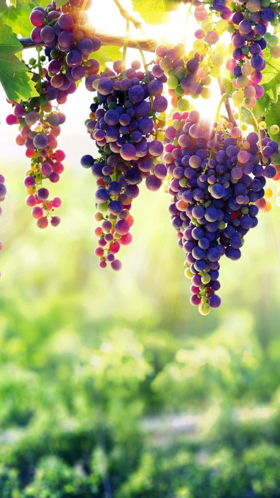 Bunch of fresh grapes on a vine