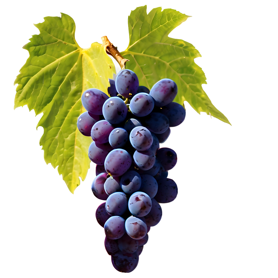 Grapes Outline Png 05242024 PNG