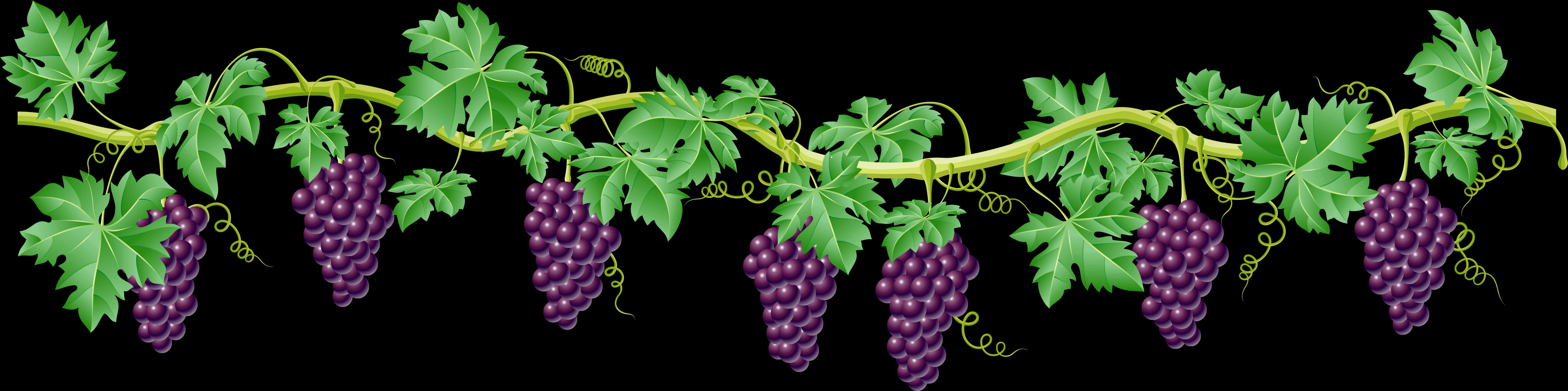 Grapevine Border Design PNG