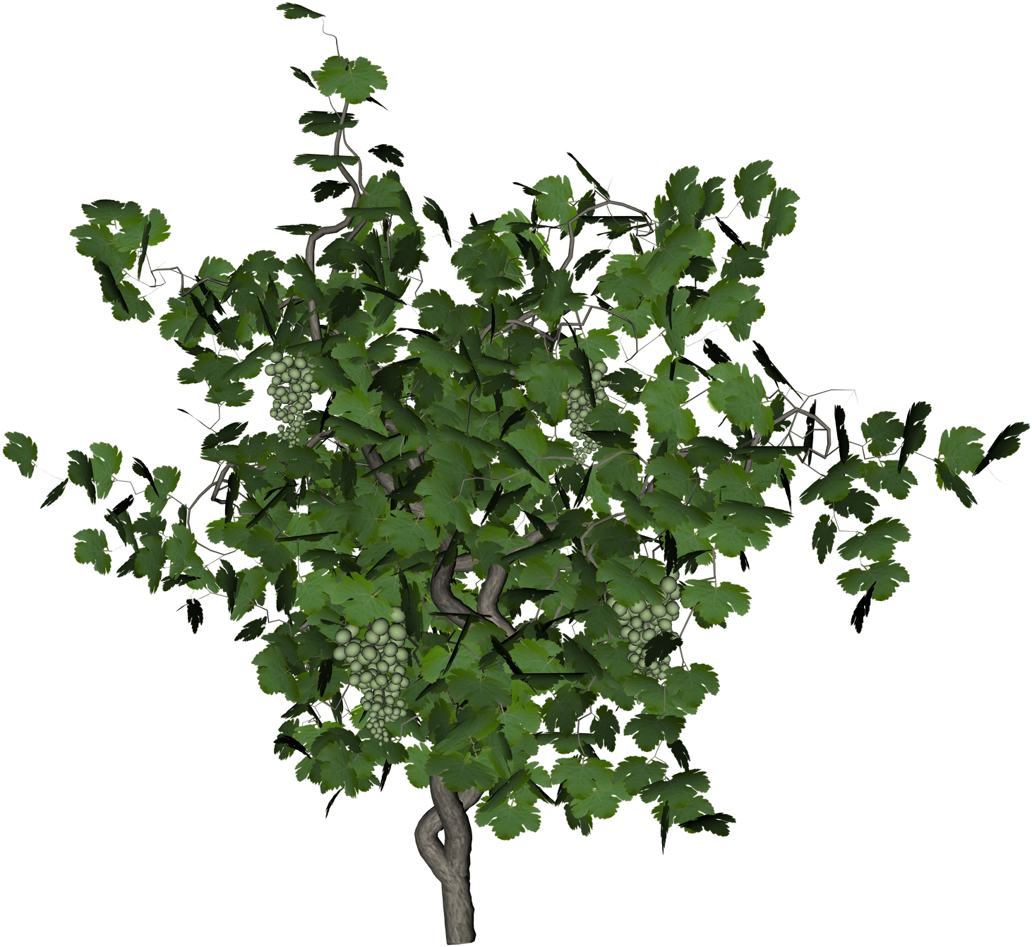Grapevinewith Unripe Grapes PNG