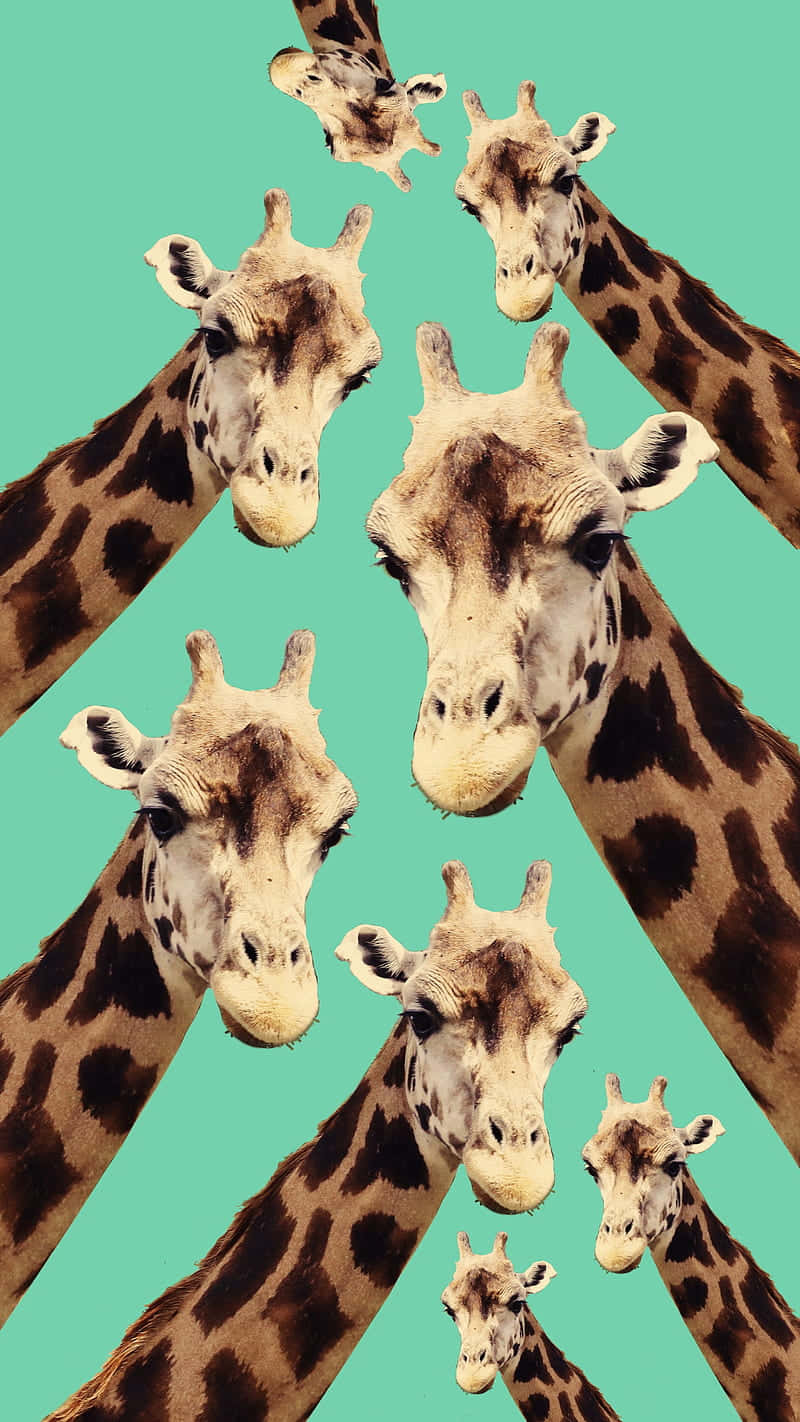 Collagegrafico Di Giraffe Carine. Sfondo