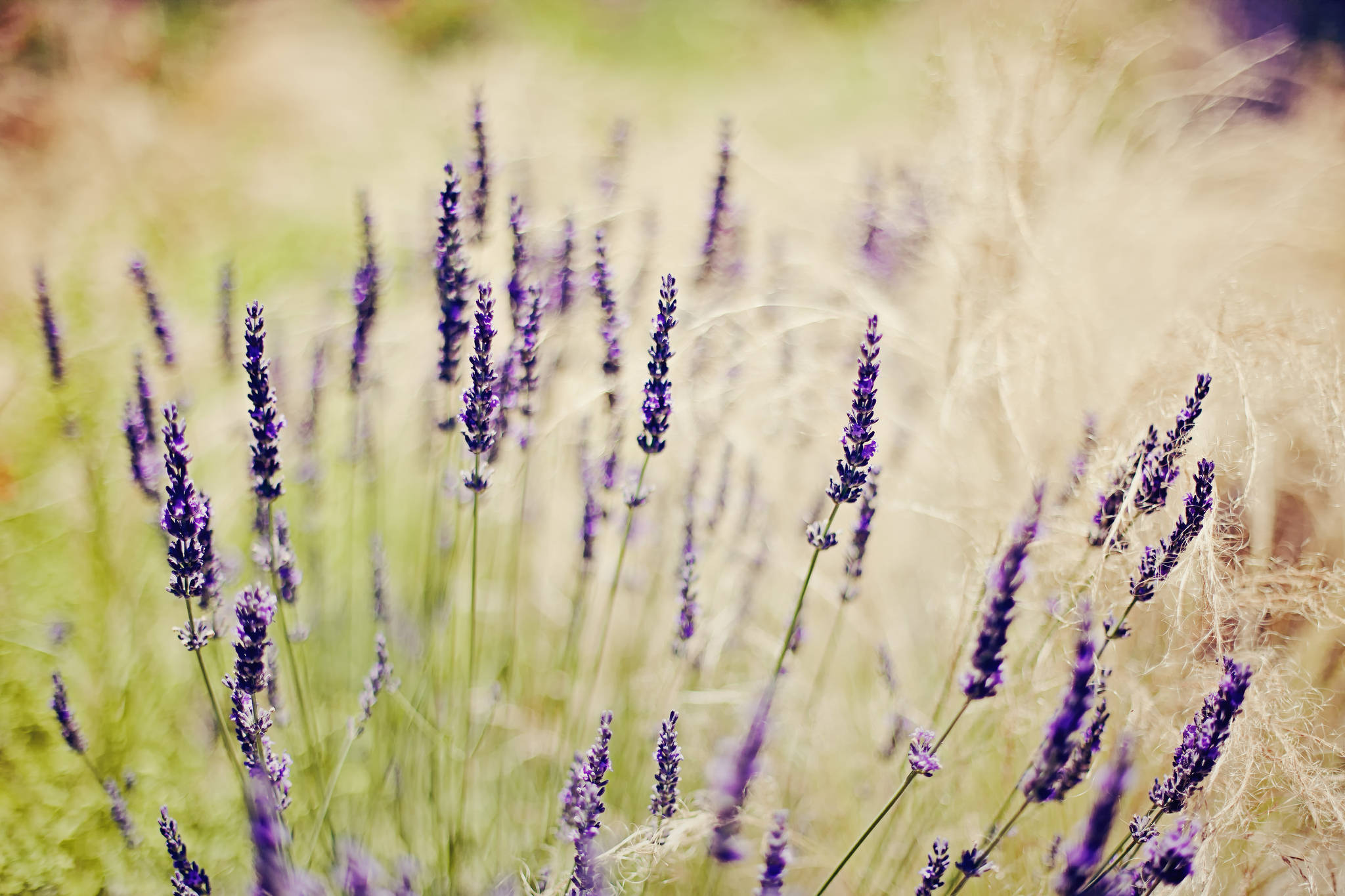 Grass And Lavender Desktop Wallpaper