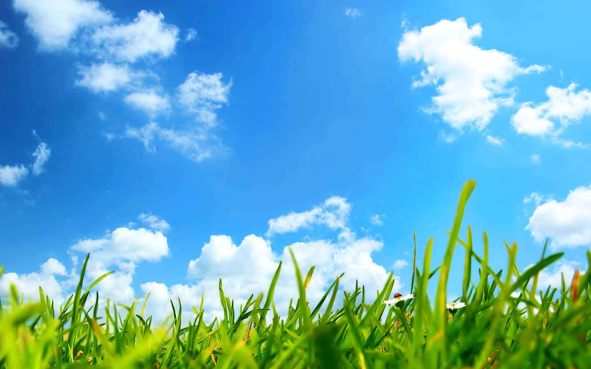 Close-Up Grass And Sky View Background