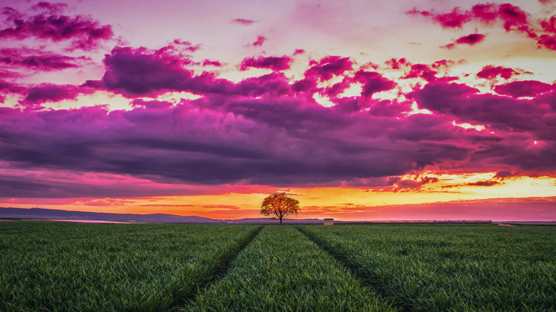 Grass Field And Purple Sunset Sky Background