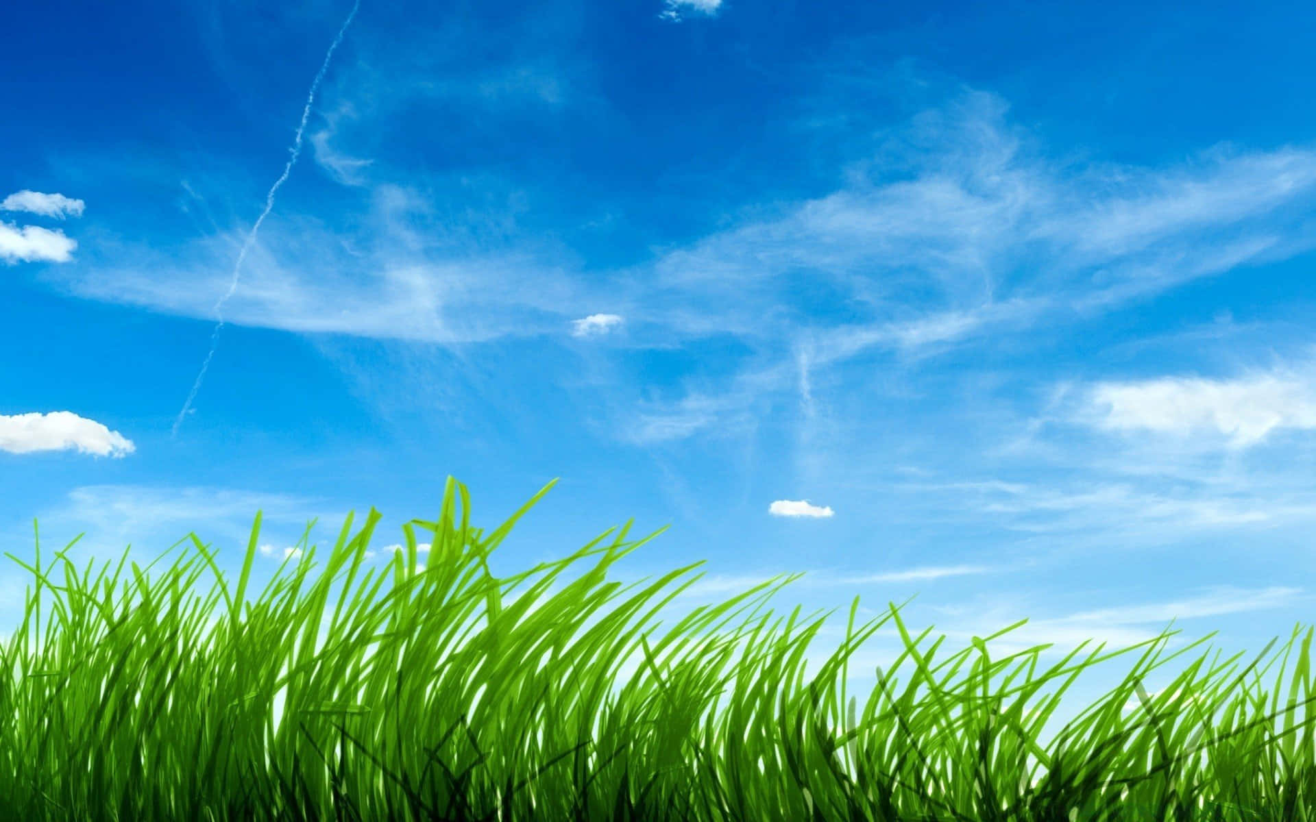 Tall Green Grass And Sky Background