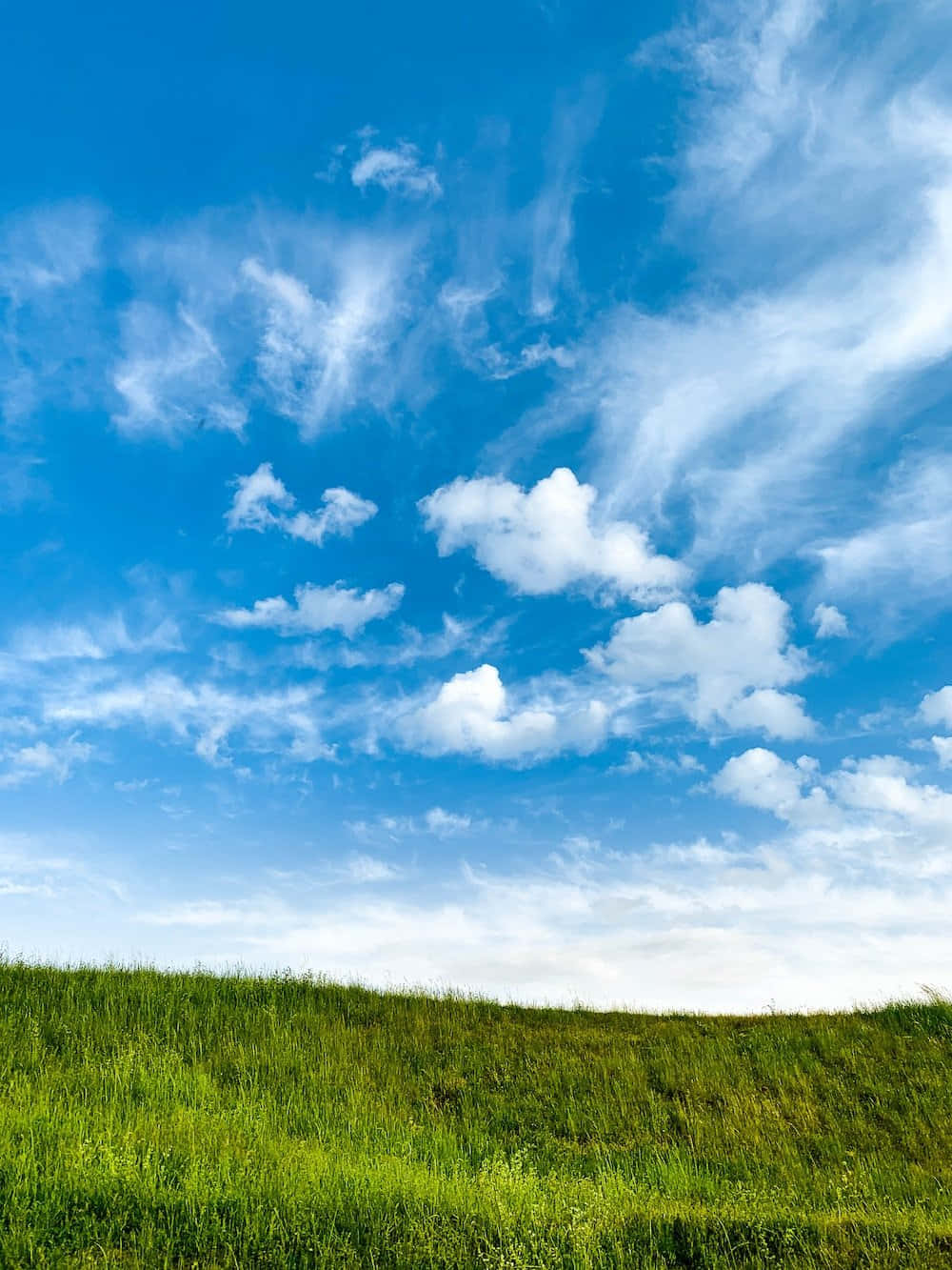 Green Grass And Blue Sky Hues Background