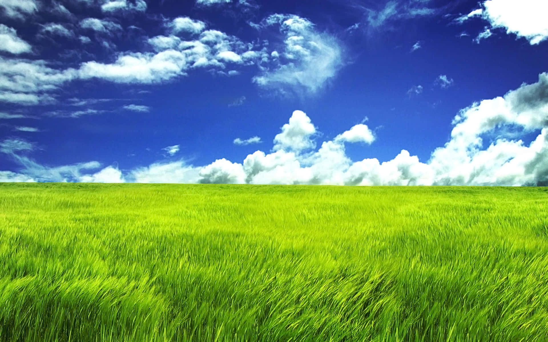 Windy Rice Grass Field And Sky Background