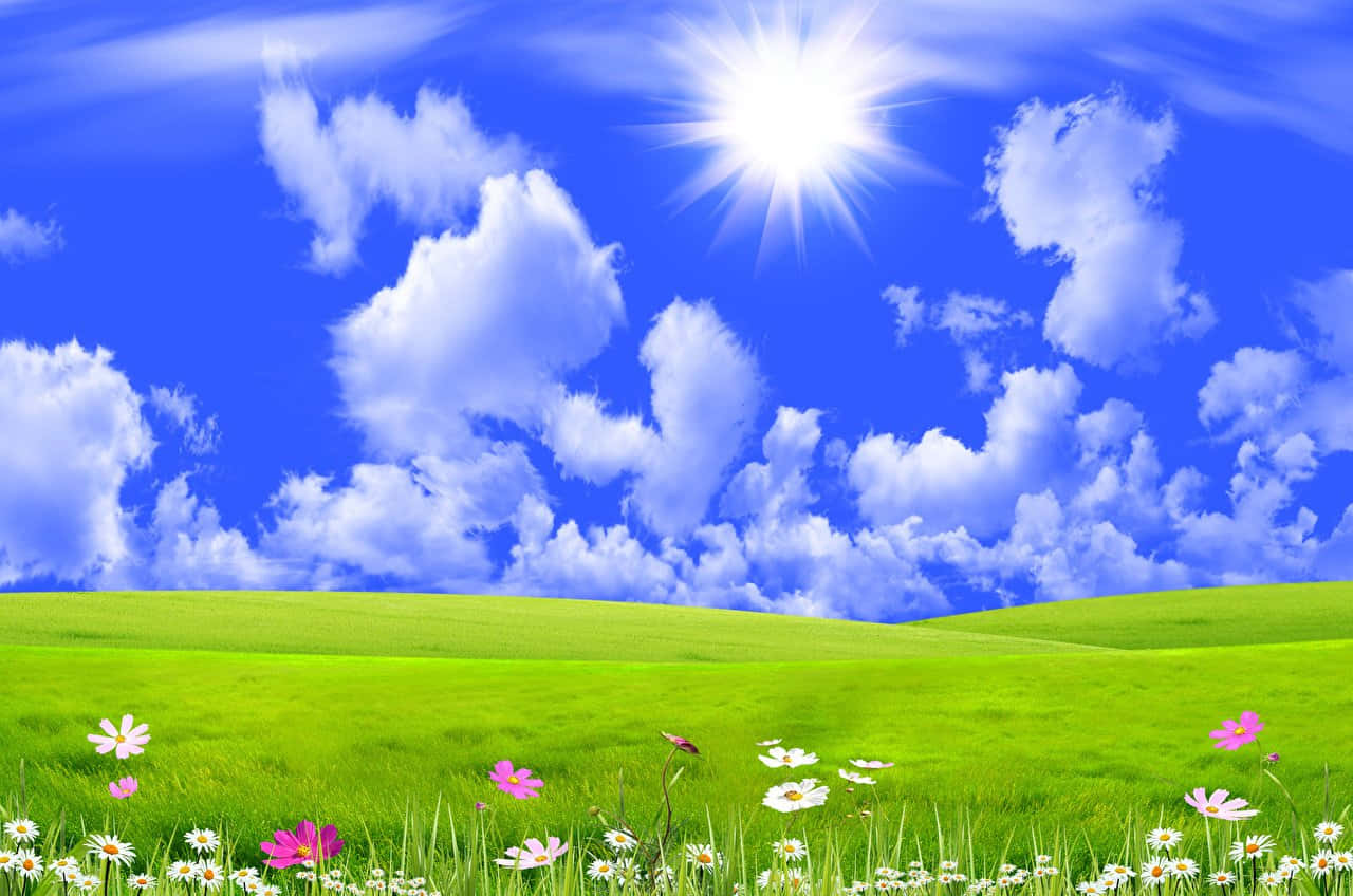 Spring Flowers Nature Grass And Sky Background