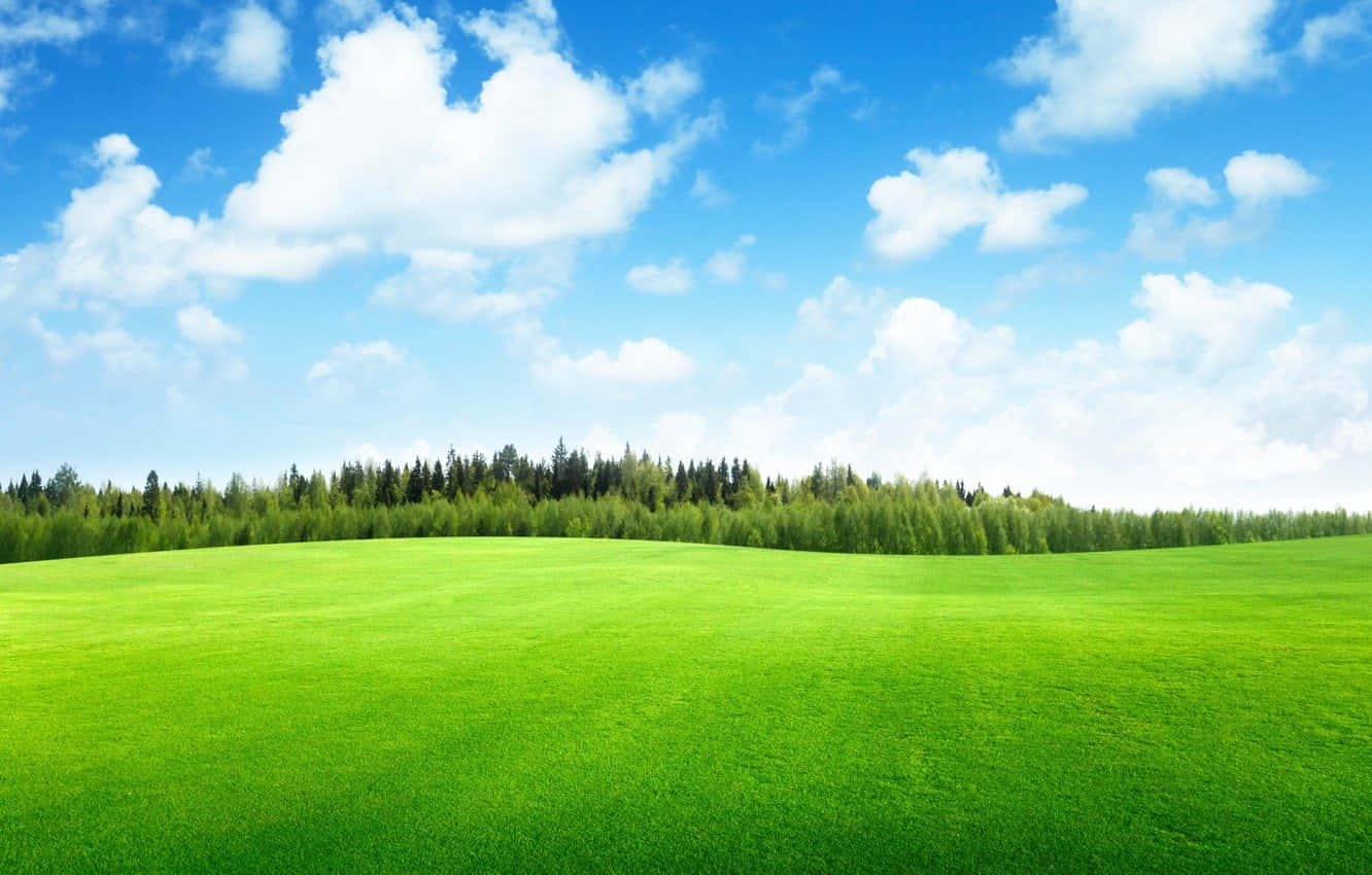 Meadow Grass Field And Sky Background